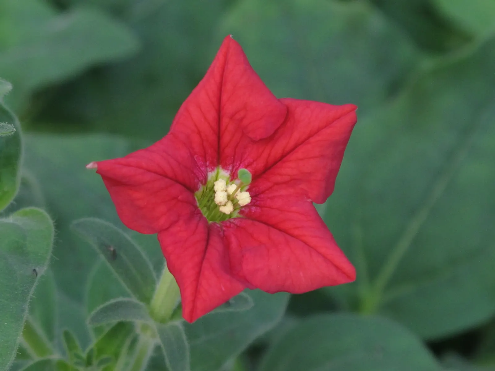 Petunia (Petunia X Hybrida) — with some showing striking patterns or veining; offering visual interest and dynamic range in their garden, image 128
