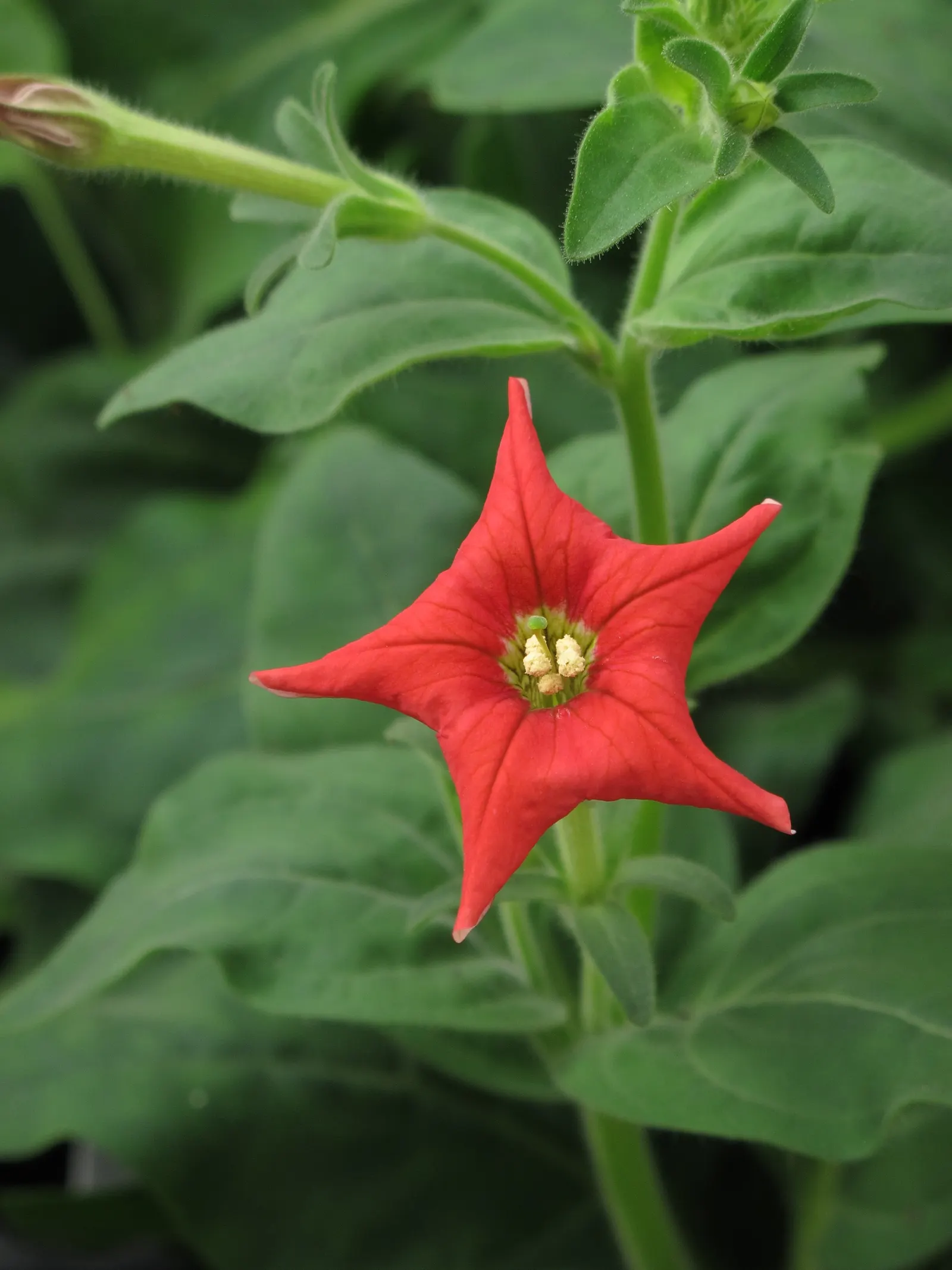 Petunia (Petunia X Hybrida) — Deadheading spent flowers can encourage more blooms and extend the flowering period