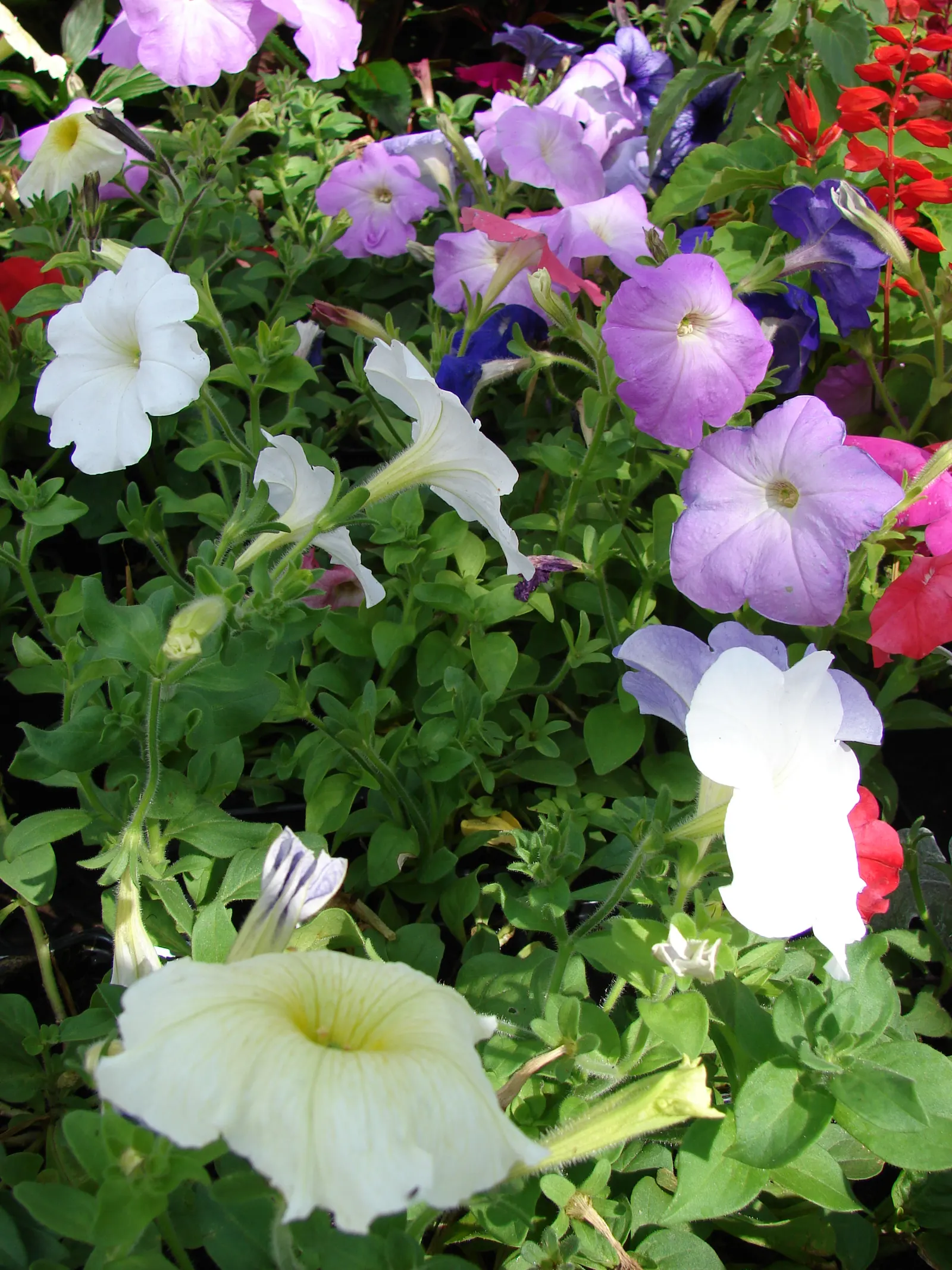 Petunia (Petunia X Hybrida) — annual for full; offering visual interest and dynamic range in their garden, image 112