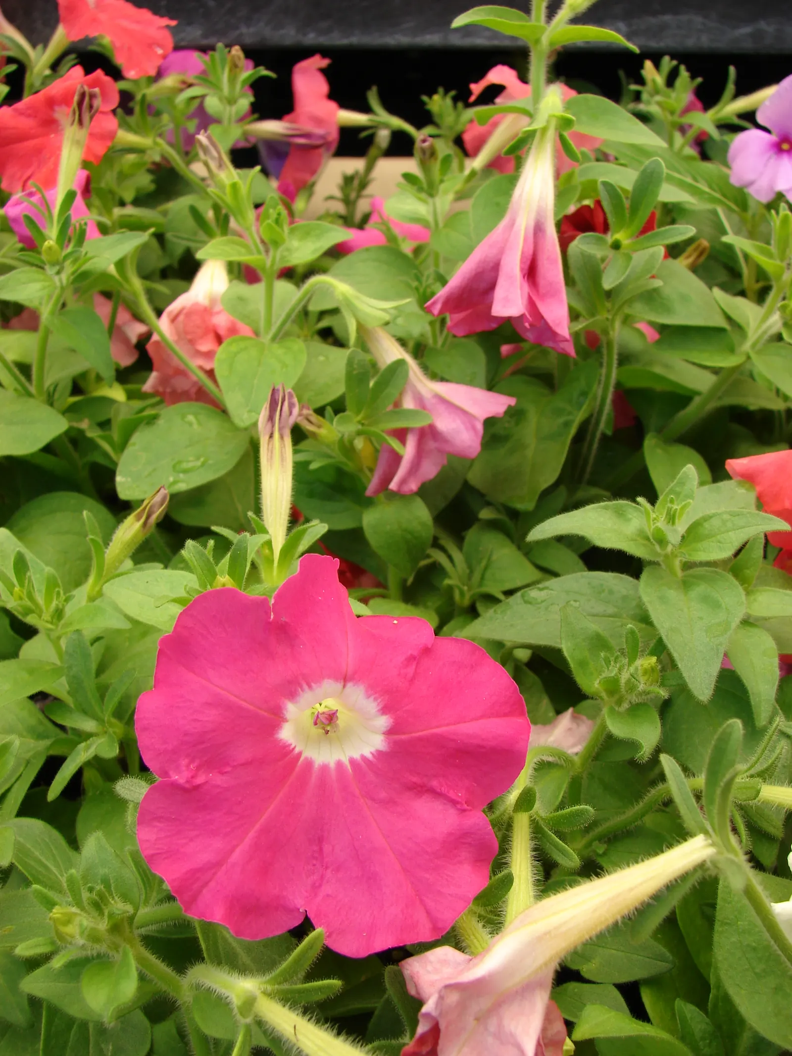 Petunia (Petunia X Hybrida) — Deadheading promotes continuous flowering, adding dynamic visual appeal to any garden design; they are also ideal for containers