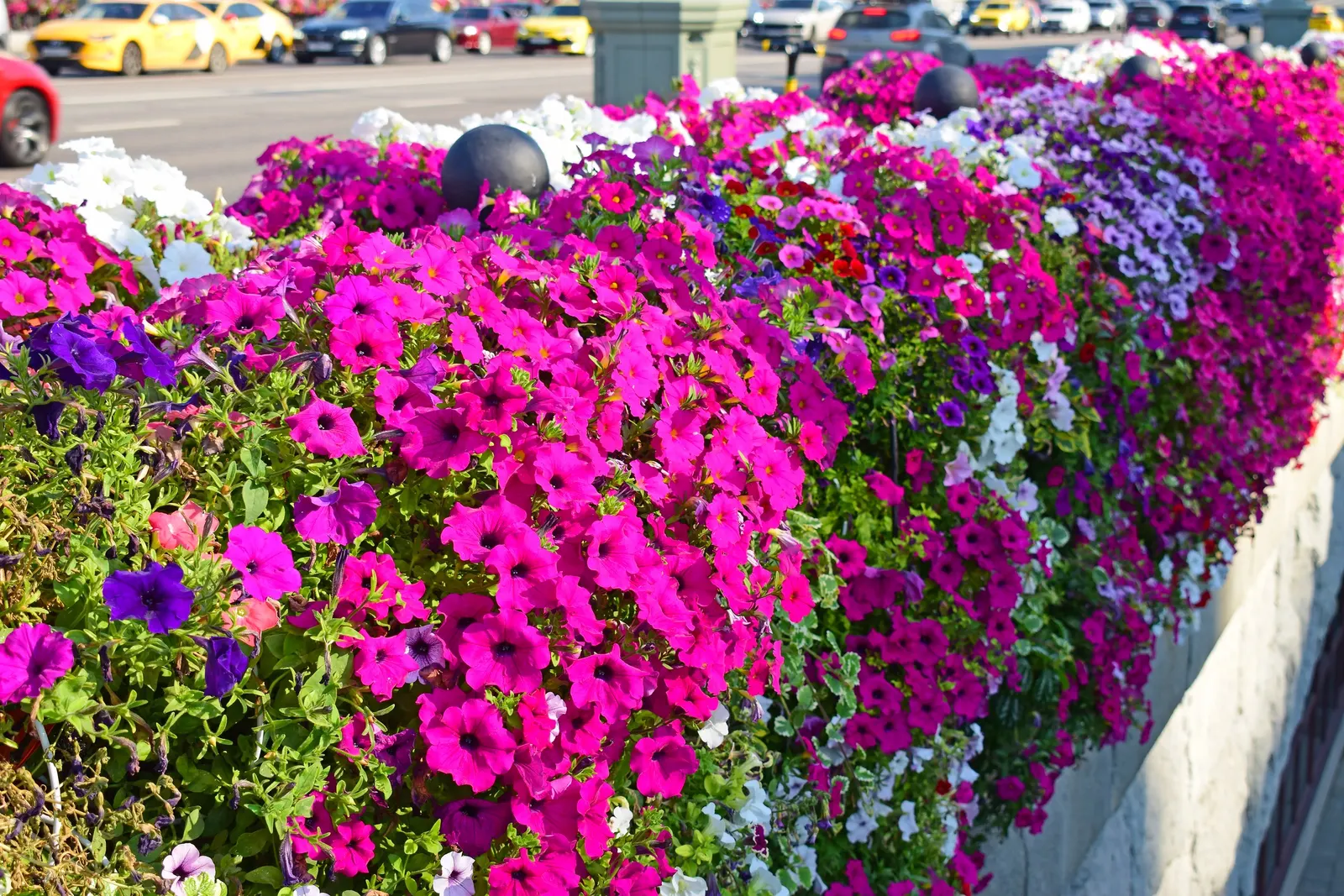Petunia (Petunia X Hybrida) — making them an excellent choice for adding a swath of color to flower beds and borders; they are also ideal for containers