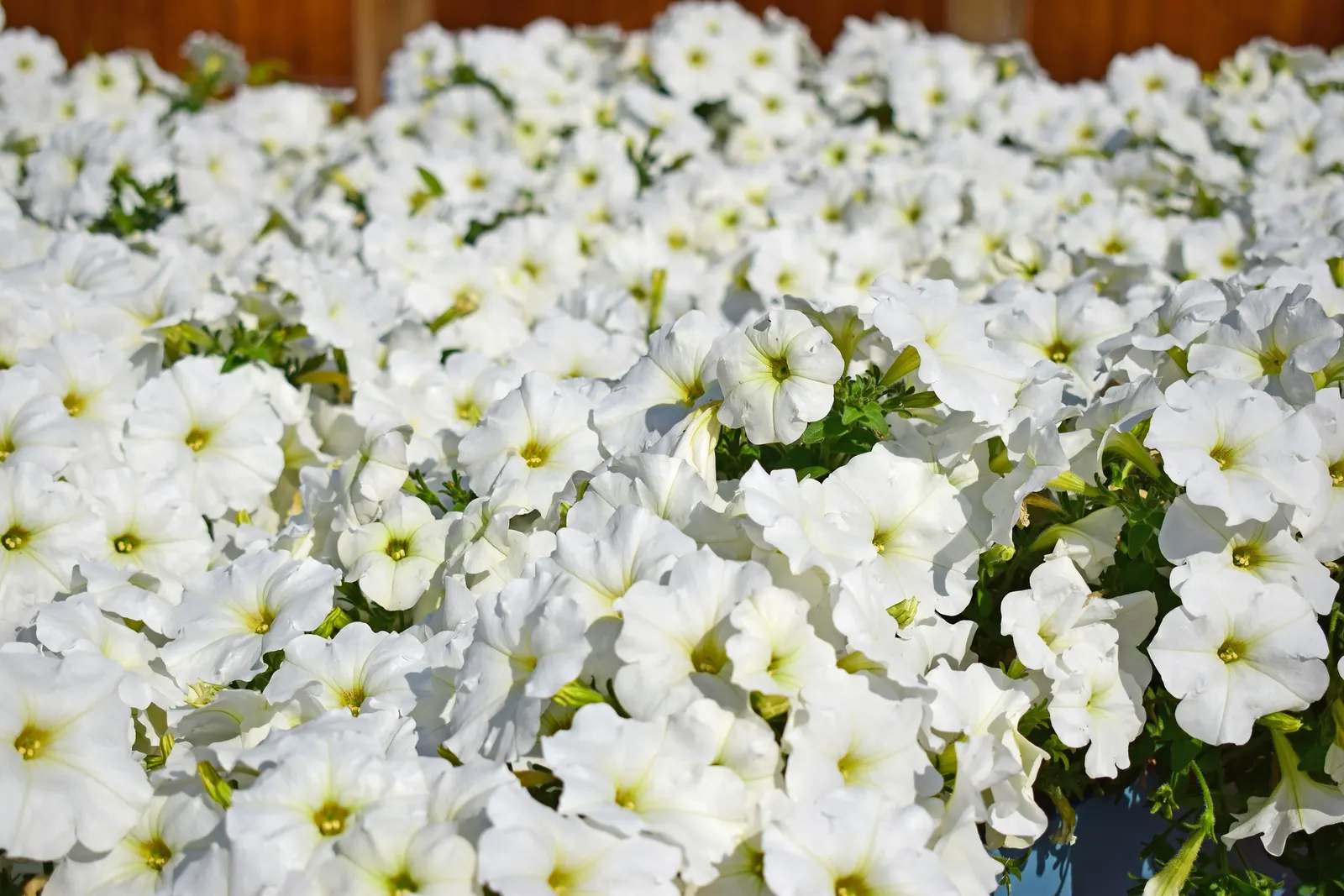 Petunia (Petunia X Hybrida) — They are also ideal for containers; these hardy plants provide long-lasting color throughout the growing season, image 123