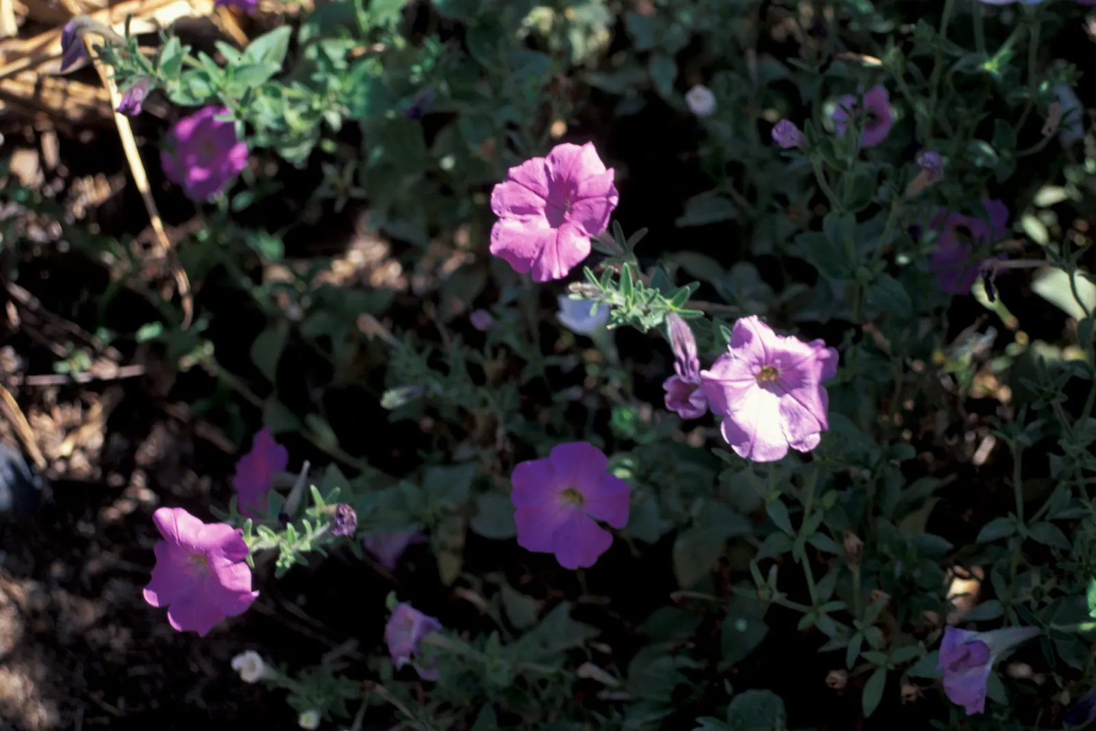 Petunia (Petunia X Hybrida) — full appearance as they spill over the edges; offering a rich tapestry of colors, image 181