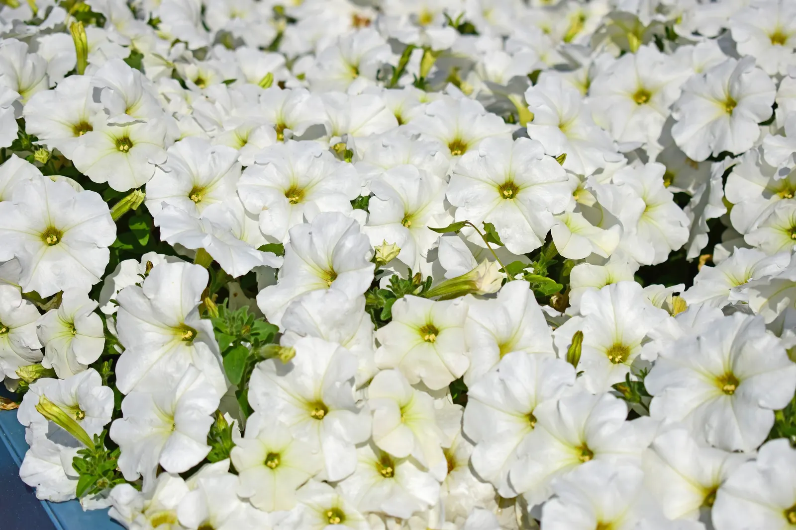 Petunia (Petunia X Hybrida) — Blooming from planting until the first hard frost; offering a rich tapestry of colors, image 185