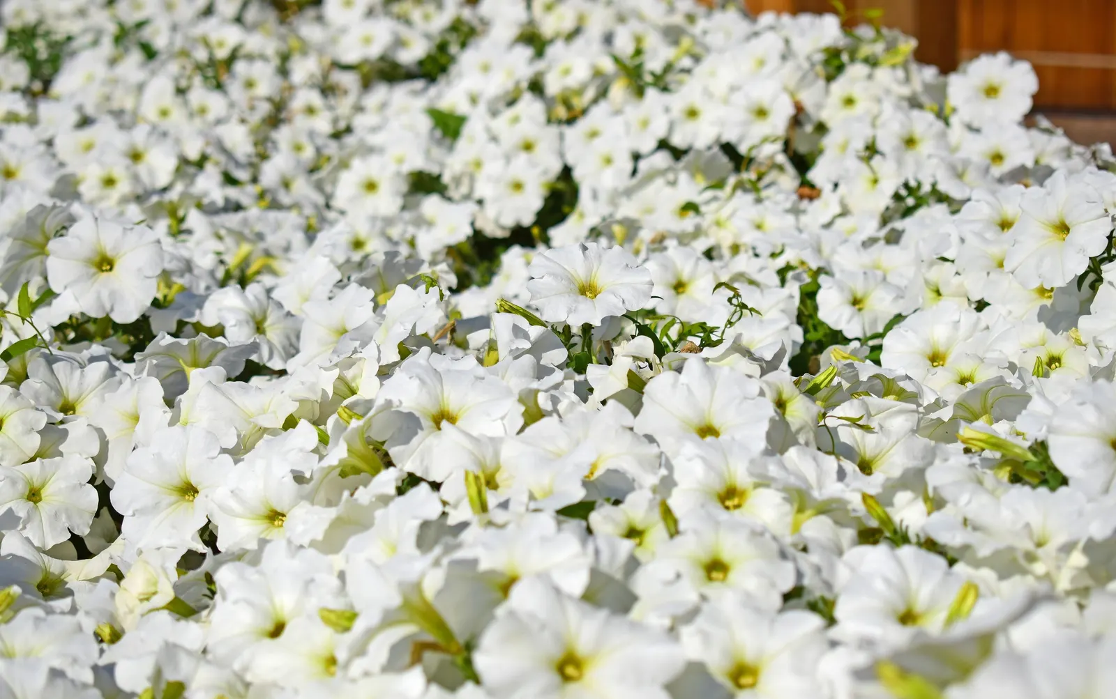 Petunia (Petunia X Hybrida) — Petunias are an excellent addition to your client\'s landscape; offering visual interest and dynamic range in their, image 164