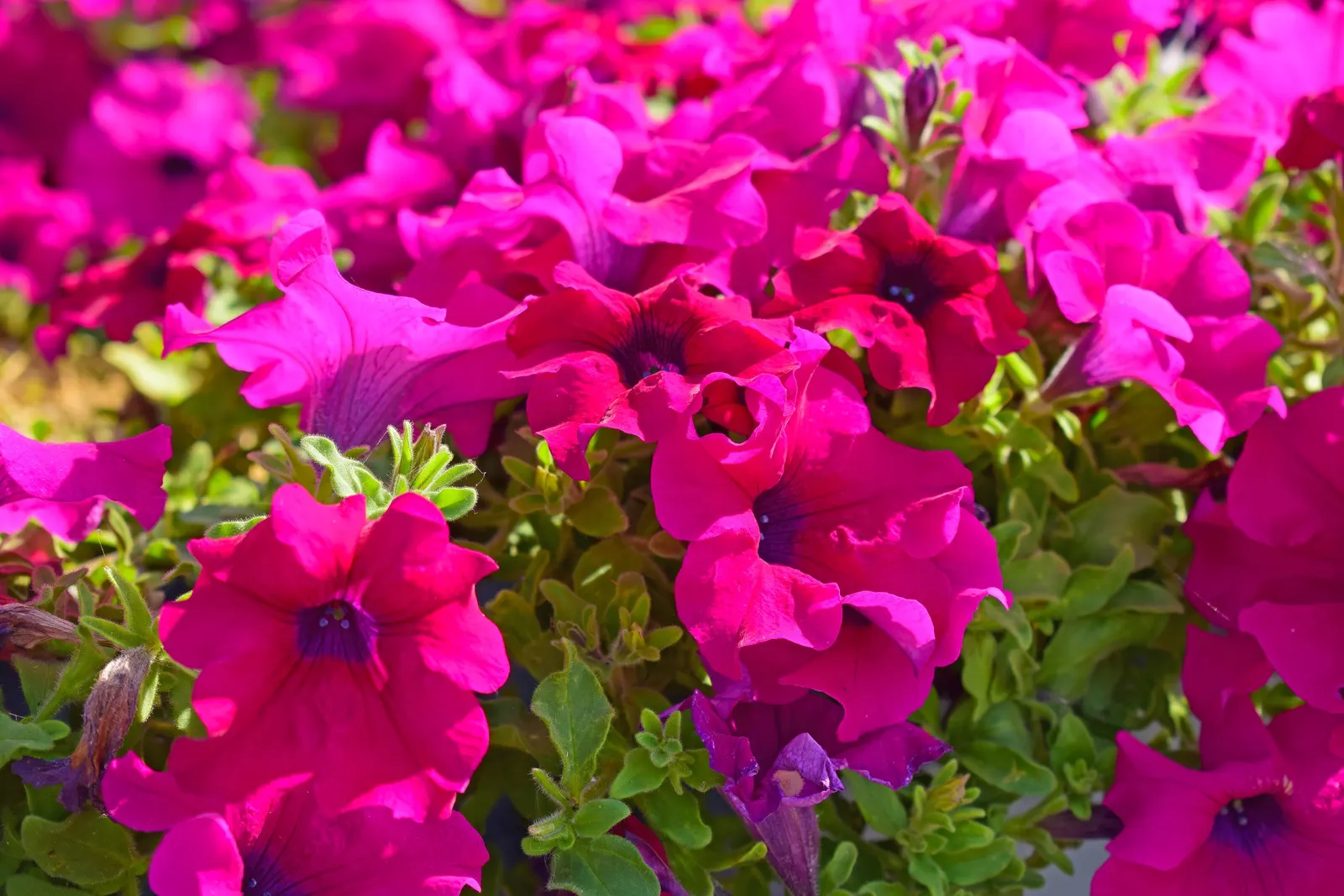 Petunia (Petunia X Hybrida) — boasts trumpet-shaped blooms up to 5 inches in diameter; they are also ideal for containers
