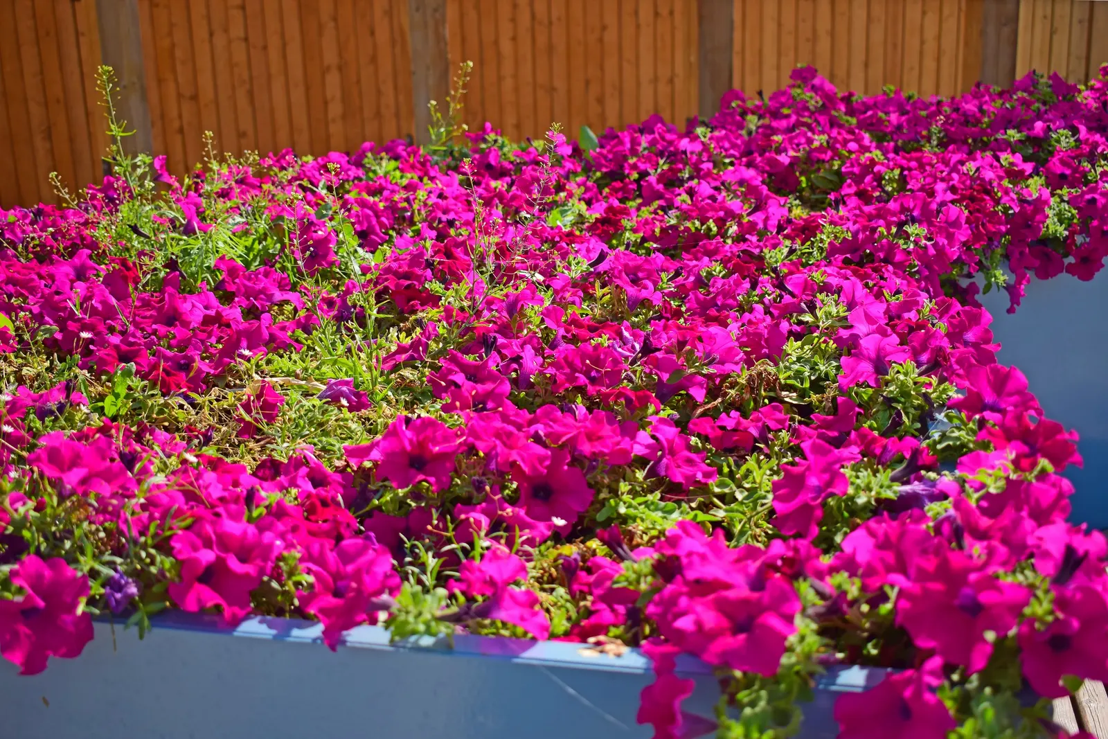 Petunia (Petunia X Hybrida) — <br><br>Petunias prefer full sun; these hardy plants provide long-lasting color throughout the growing season
