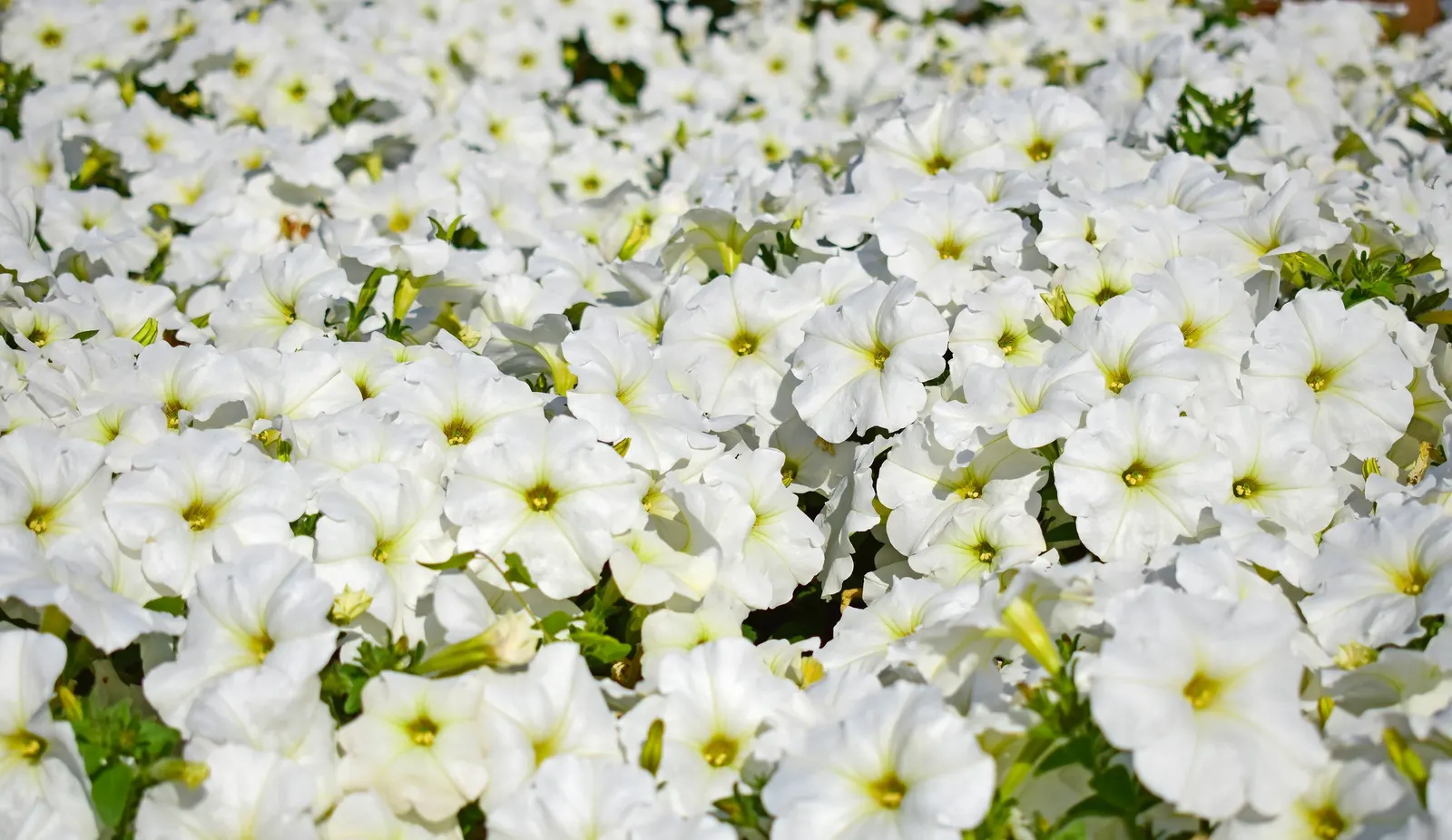 Petunia (Petunia X Hybrida) — They are also ideal for containers; these hardy plants provide long-lasting color throughout the growing season, image 151