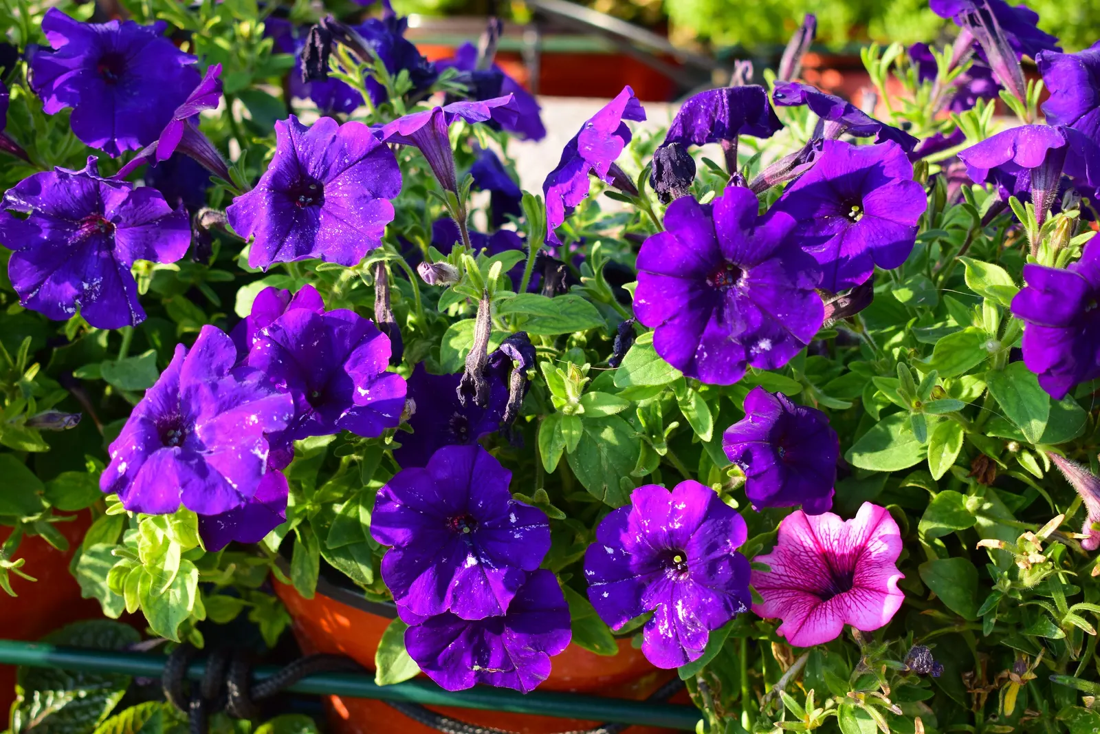 Petunia (Petunia X Hybrida) — As a landscape architect assistant; offering a rich tapestry of colors, image 121