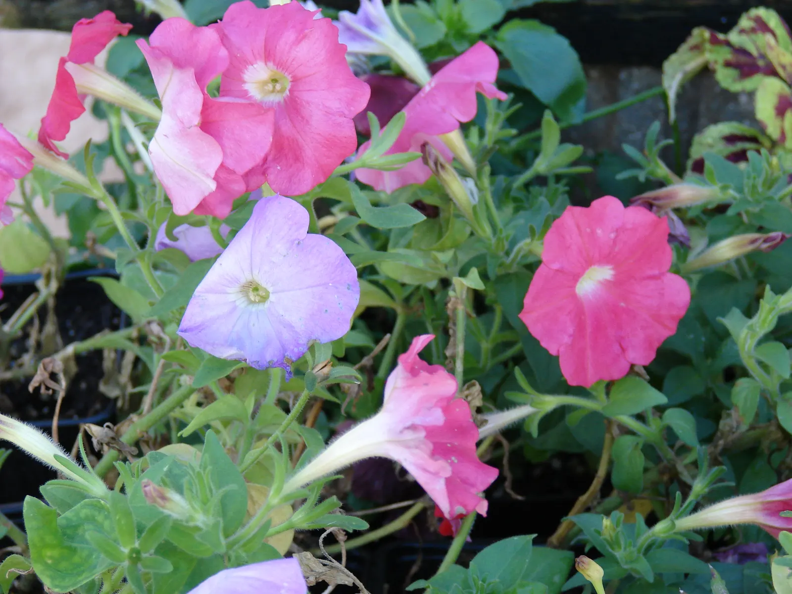 Petunia (Petunia X Hybrida) — with regular watering and weekly fertilization to maintain their vigorous blooming; they are also ideal for containers, image 190