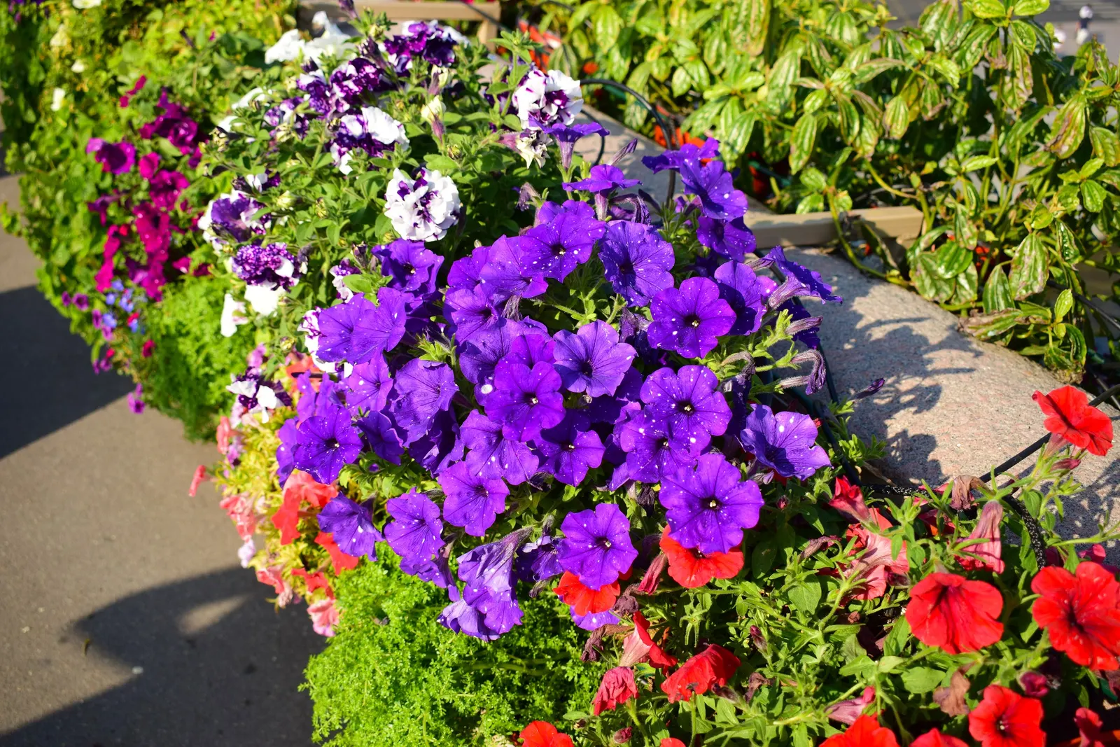 Petunia (Petunia X Hybrida) — with regular watering and weekly fertilization to maintain their vigorous blooming; they are also ideal for containers, image 78
