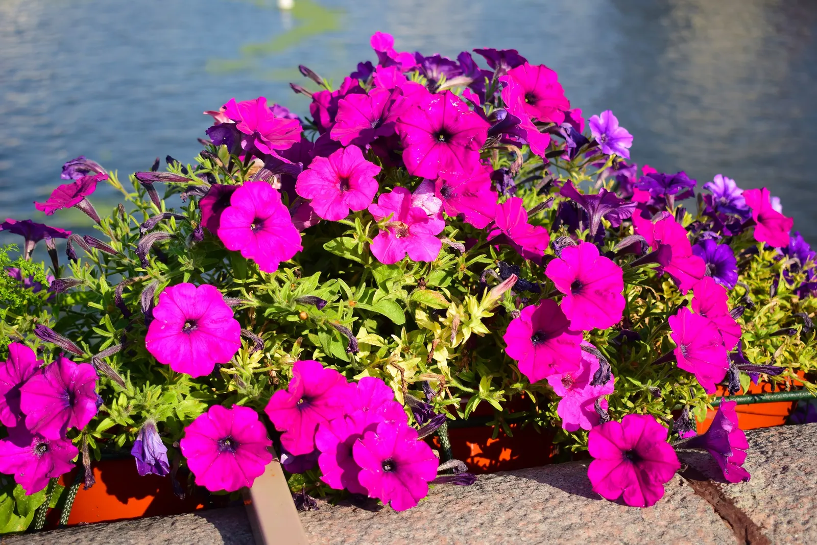 Petunia (Petunia X Hybrida) — offering a rich tapestry of colors; offering visual interest and dynamic range in their garden, image 60