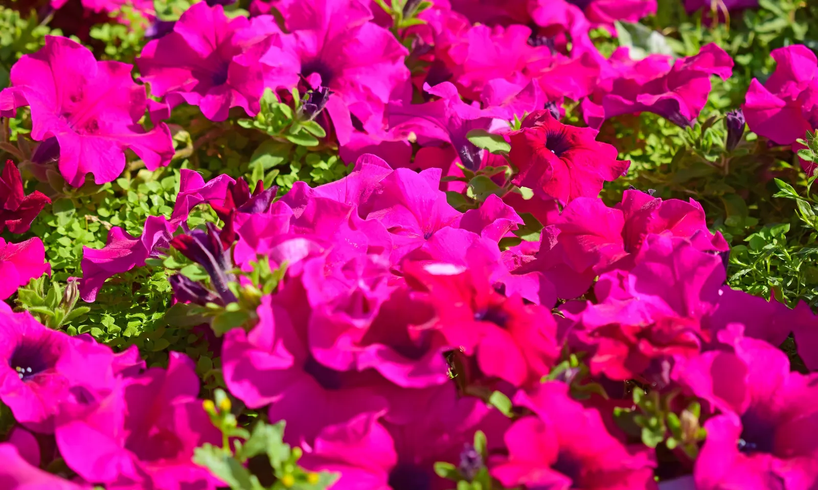 Petunia (Petunia X Hybrida) — They are also ideal for containers; these hardy plants provide long-lasting color throughout the growing season, image 95