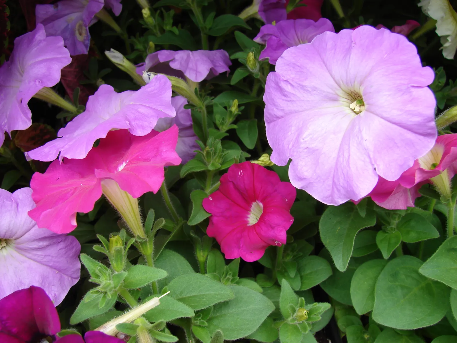 Petunia (Petunia X Hybrida) — a vibrant annual and perennial favorite; offering a rich tapestry of colors