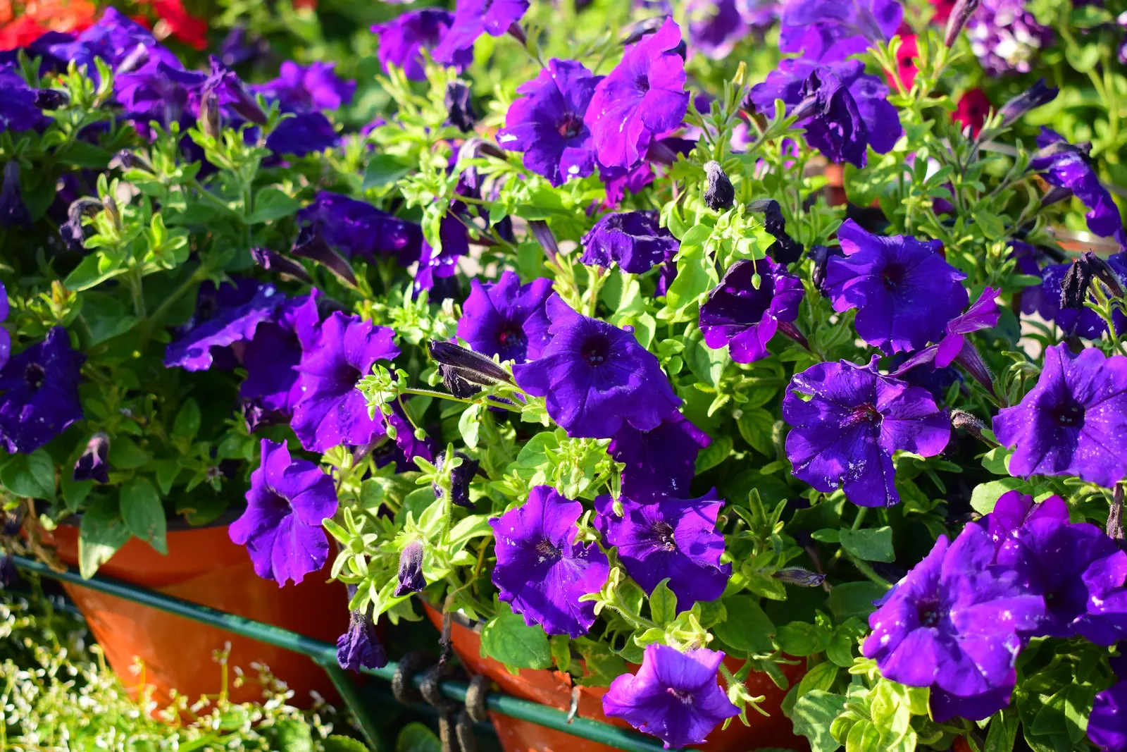 Petunia (Petunia X Hybrida) — this plant reaches 6 to 18 inches in height with a spread of up to 3 feet; these hardy plants provide long-lasting, image 115