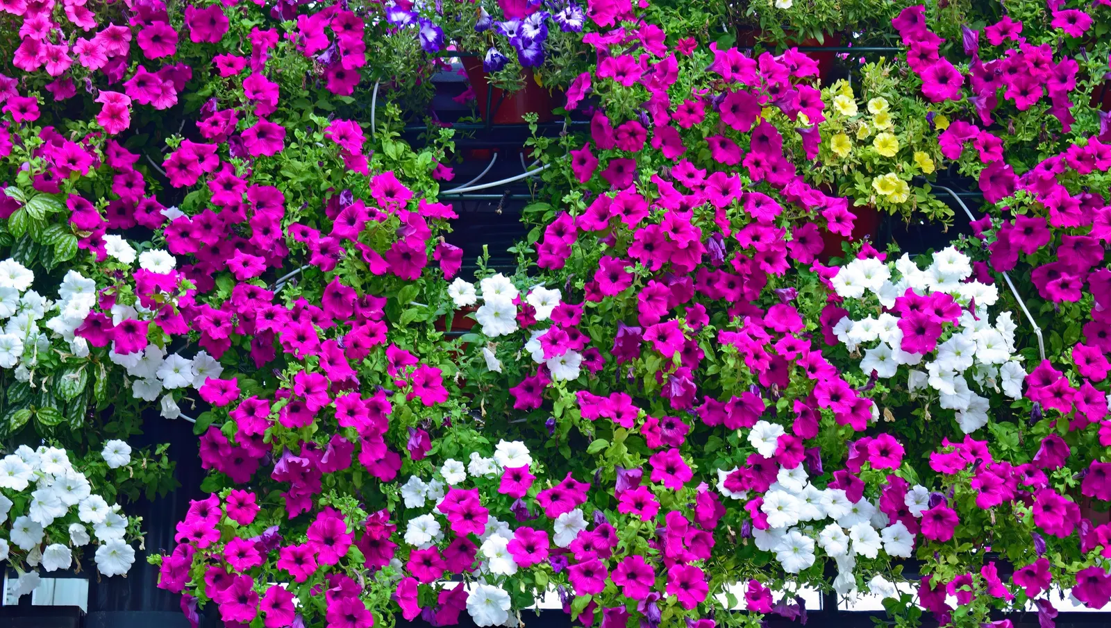 Petunia (Petunia X Hybrida) — They thrive in well-drained; offering a rich tapestry of colors, image 77