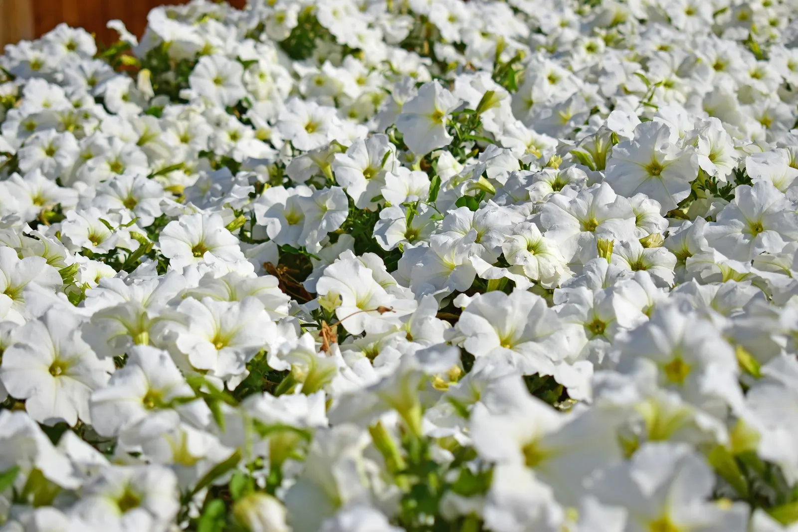 Petunia (Petunia X Hybrida) — while their width can spread from 18 to 36 inches