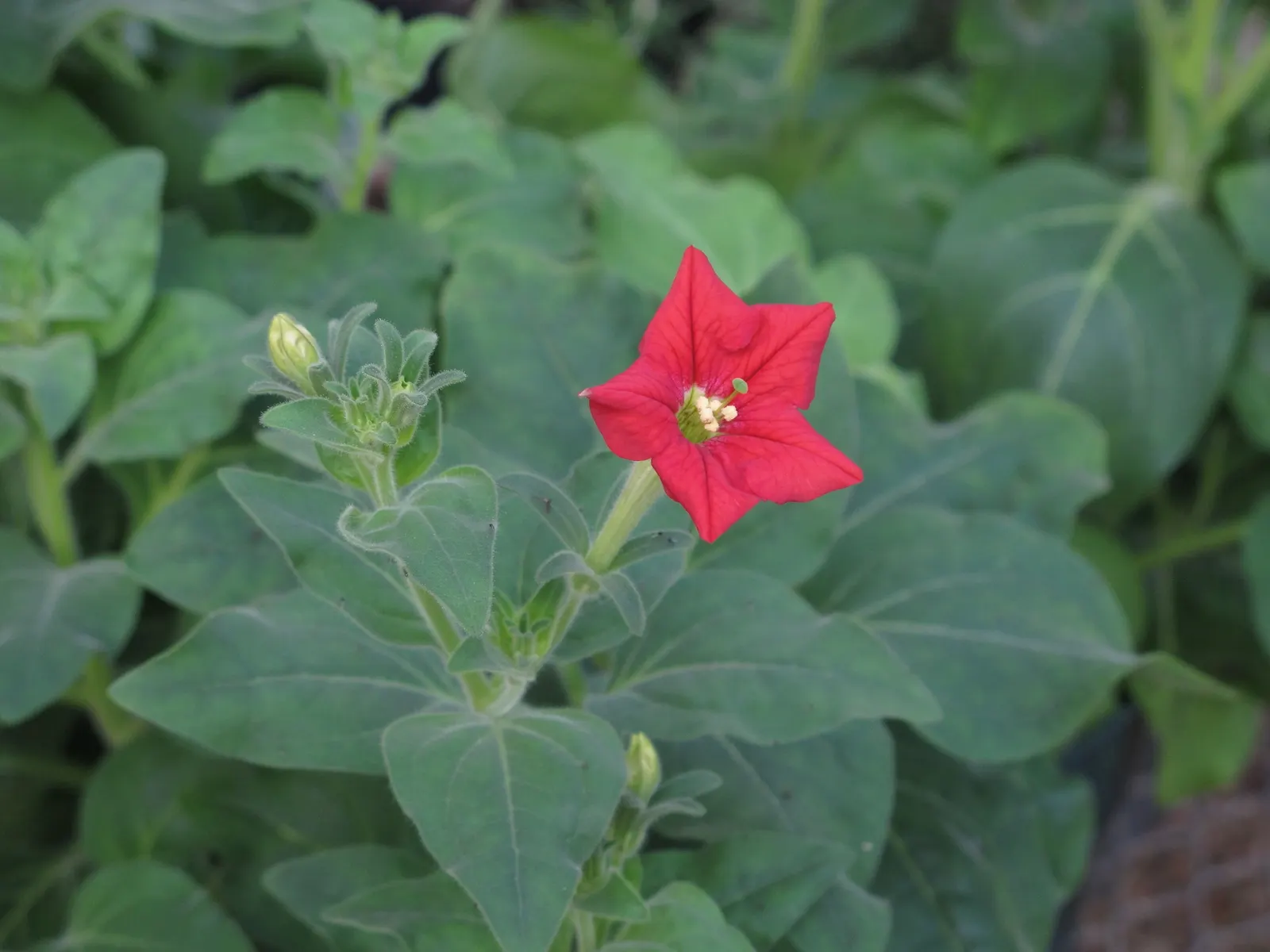 Petunia (Petunia X Hybrida) — with regular watering and weekly fertilization to maintain their vigorous blooming; they are also ideal for containers, image 162
