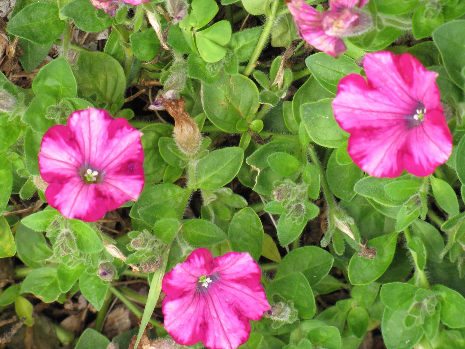 Petunia (Petunia X Hybrida) — full appearance as they spill over the edges; offering a rich tapestry of colors