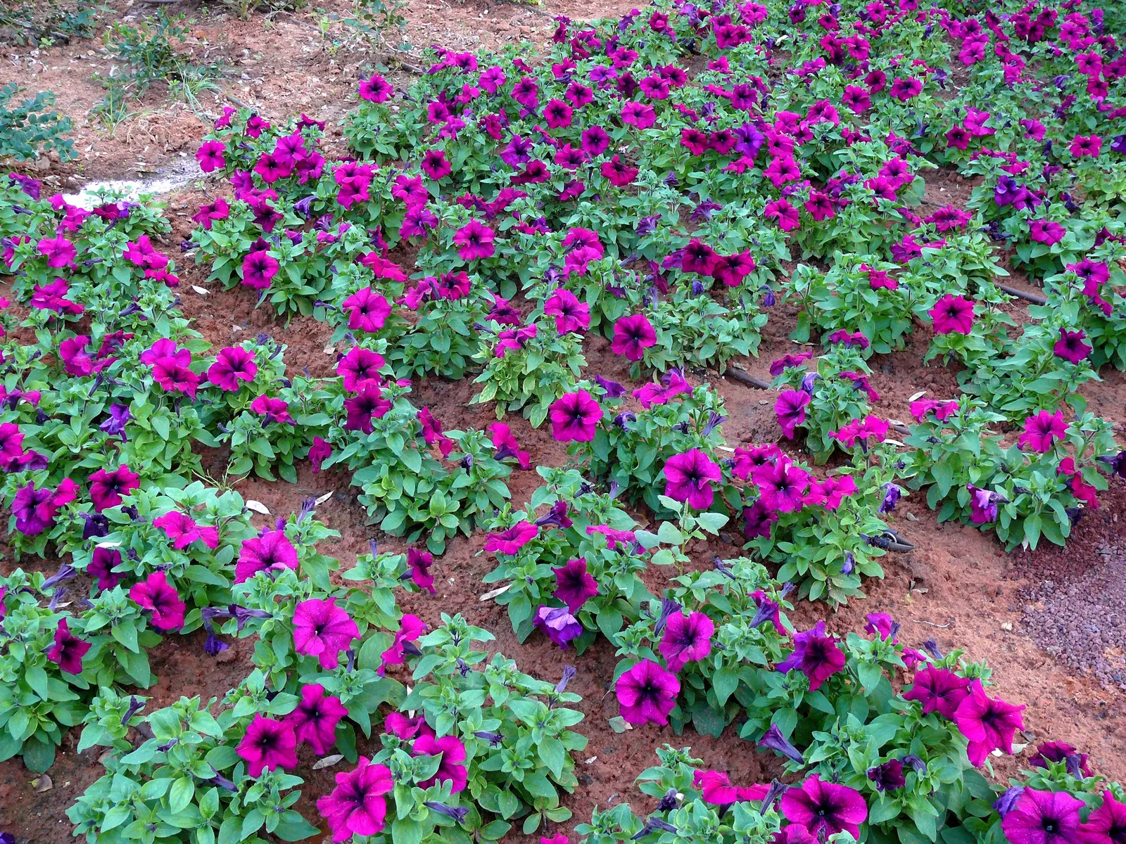 Petunia (Petunia X Hybrida) — Ideal for borders or containers, petunias require well-drained soil and regular watering; offering a rich tapestry of, image 173