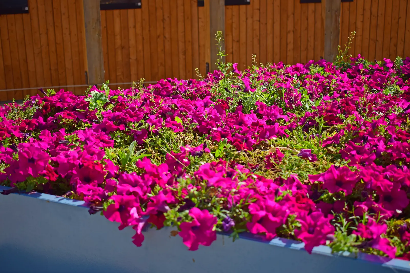 Petunia (Petunia X Hybrida) — annual with multi-colored and pink blooms; these hardy plants provide long-lasting color throughout the growing season, image 167