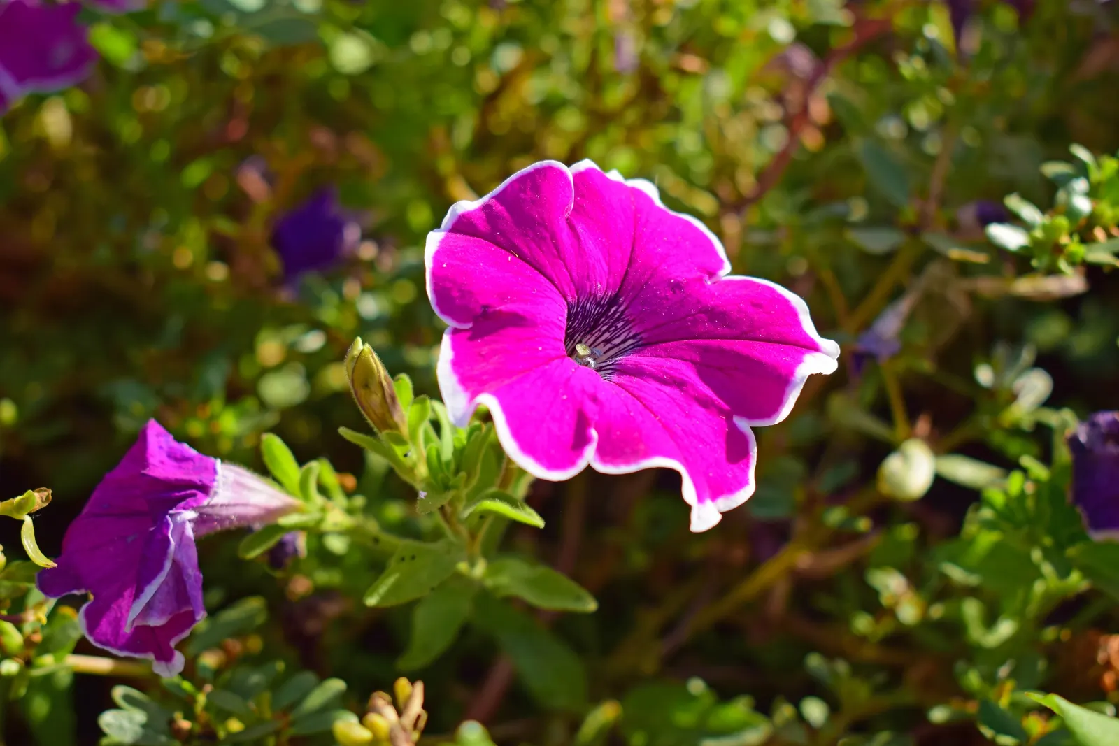 Petunia (Petunia X Hybrida) — They thrive in well-drained; offering a rich tapestry of colors, image 105