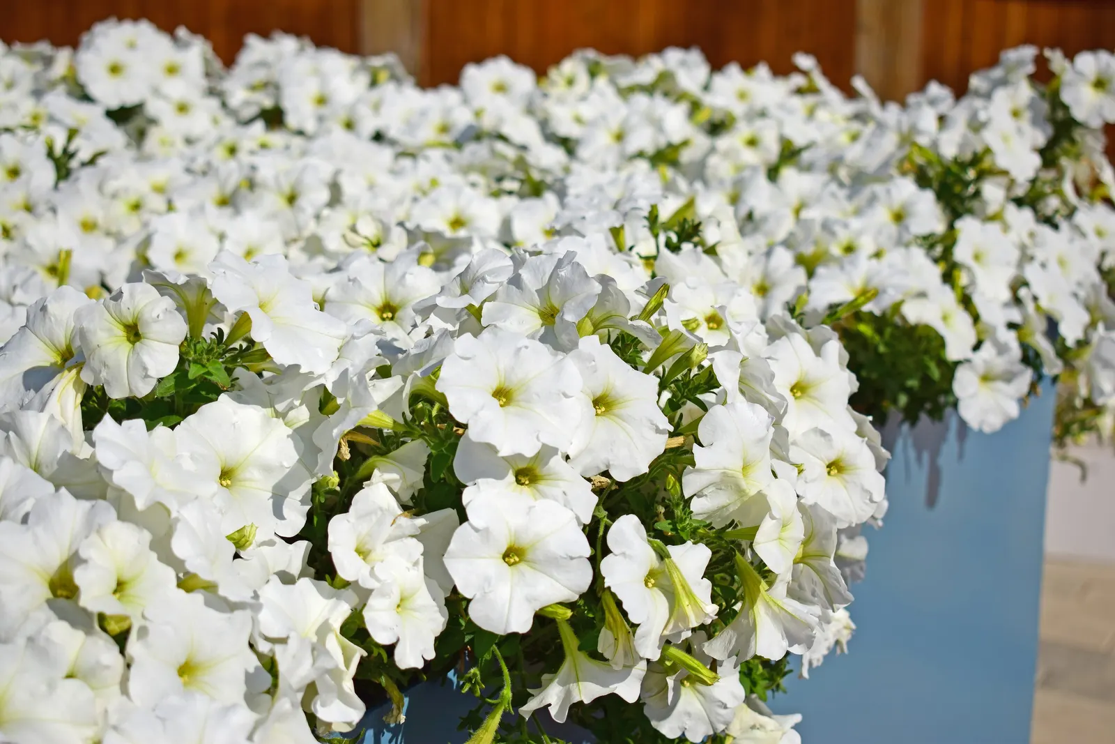 Petunia (Petunia X Hybrida) — multi-colored and pink flowers in the garden; they are also ideal for containers, image 166