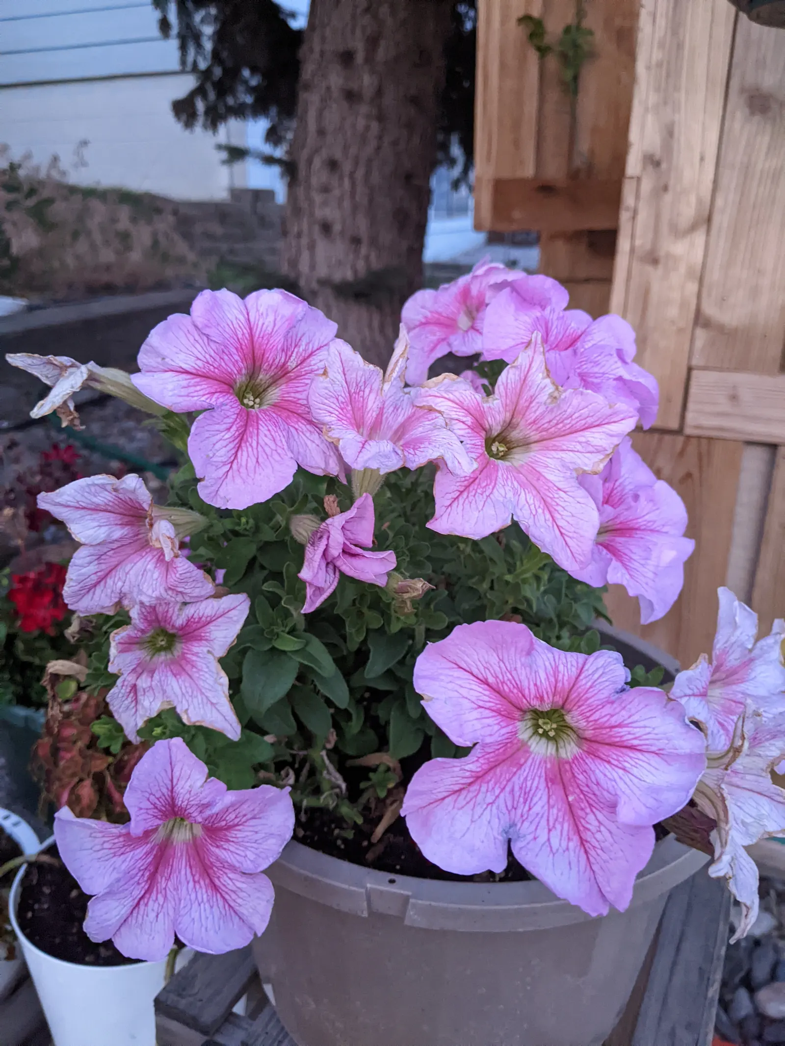Petunia (Petunia X Hybrida) — <br><br>Petunias prefer full sun; these hardy plants provide long-lasting color throughout the growing season, image 131