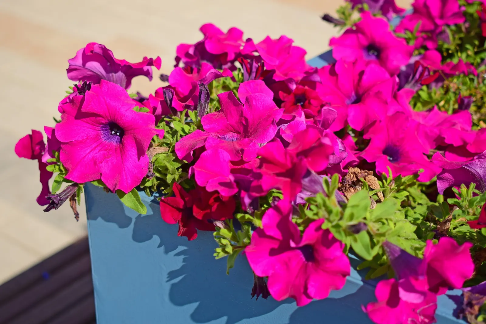 Petunia (Petunia X Hybrida) — with cascading varieties providing a lush; offering visual interest and dynamic range in their garden, image 152