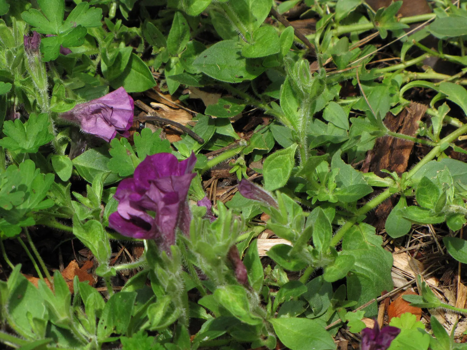Petunia (Petunia X Hybrida) — with cascading varieties providing a lush; offering visual interest and dynamic range in their garden, image 96