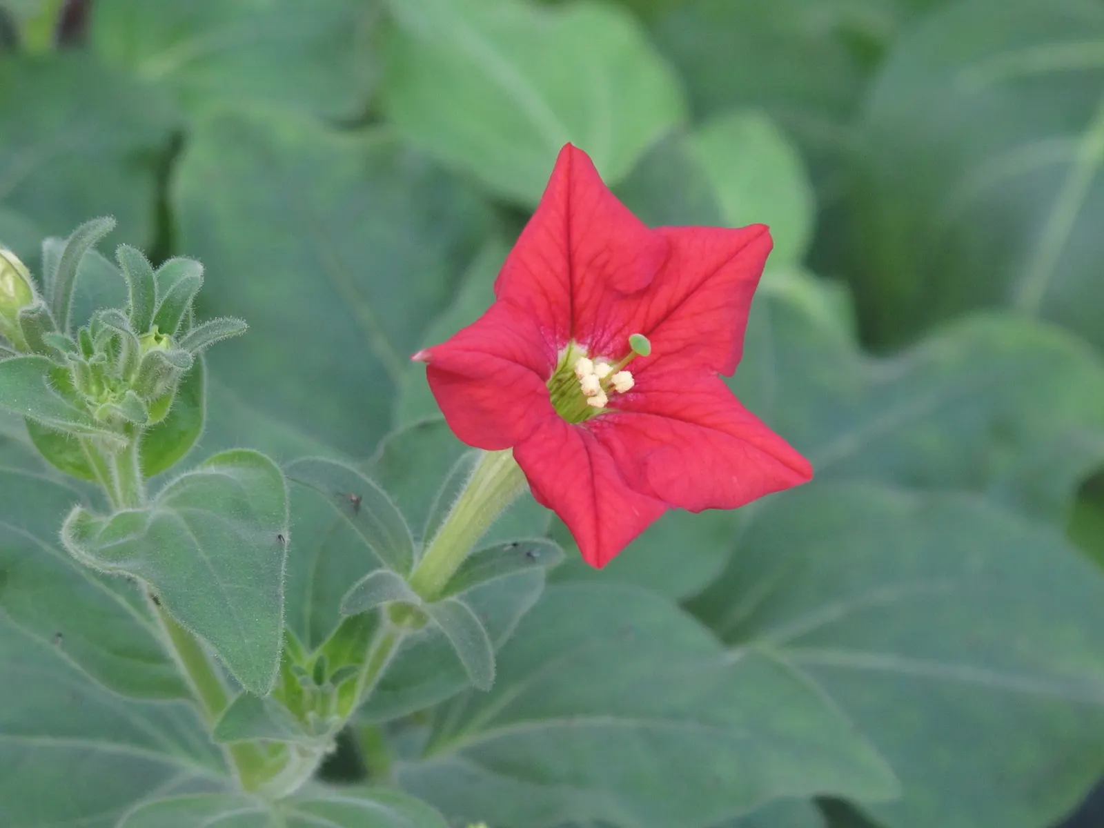 Petunia (Petunia X Hybrida) — while their width can spread from 18 to 36 inches; these hardy plants provide long-lasting color throughout the, image 183