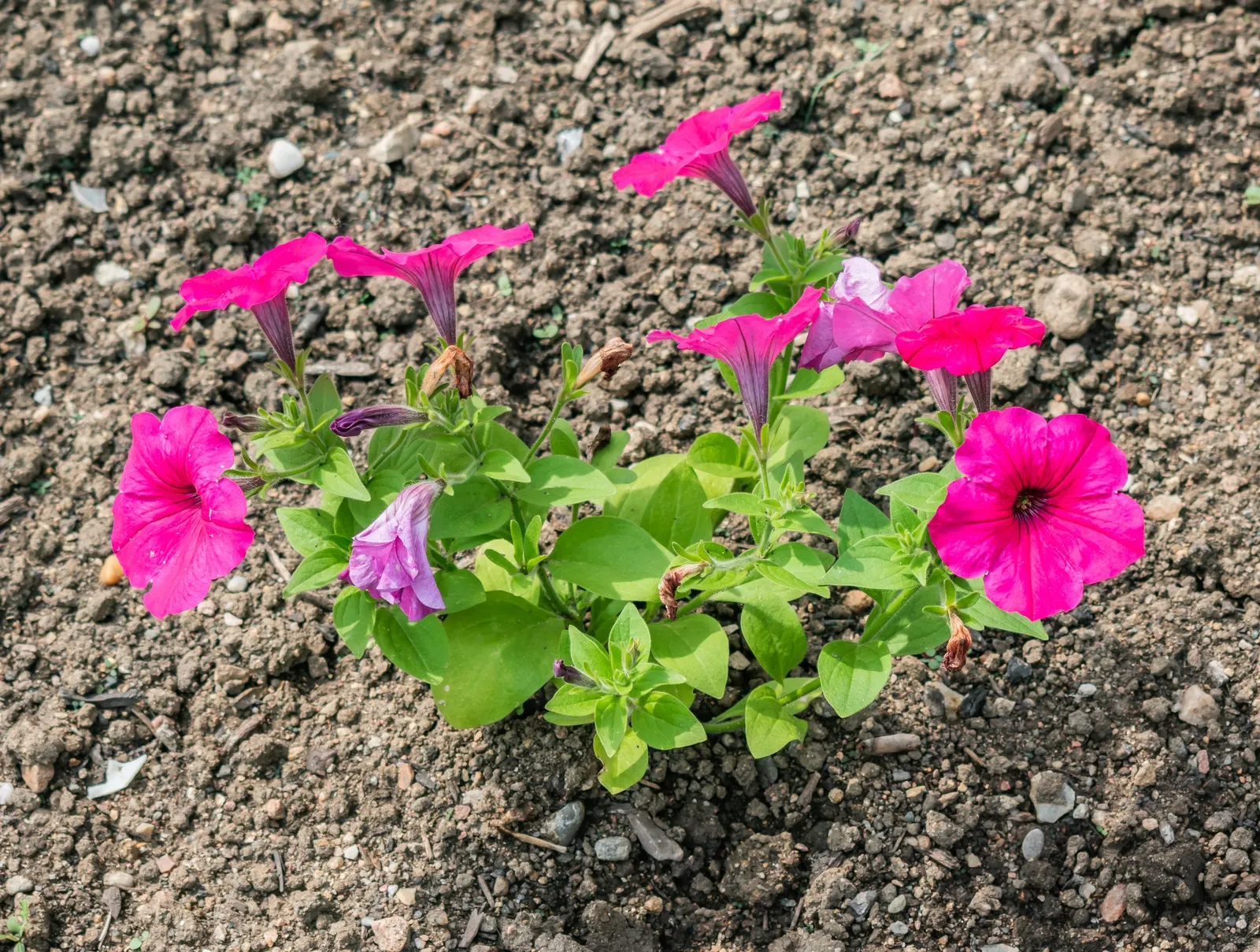 Petunia (Petunia X Hybrida) — Petunias range in height from about 6 to 24 inches; they are also ideal for containers, image 182