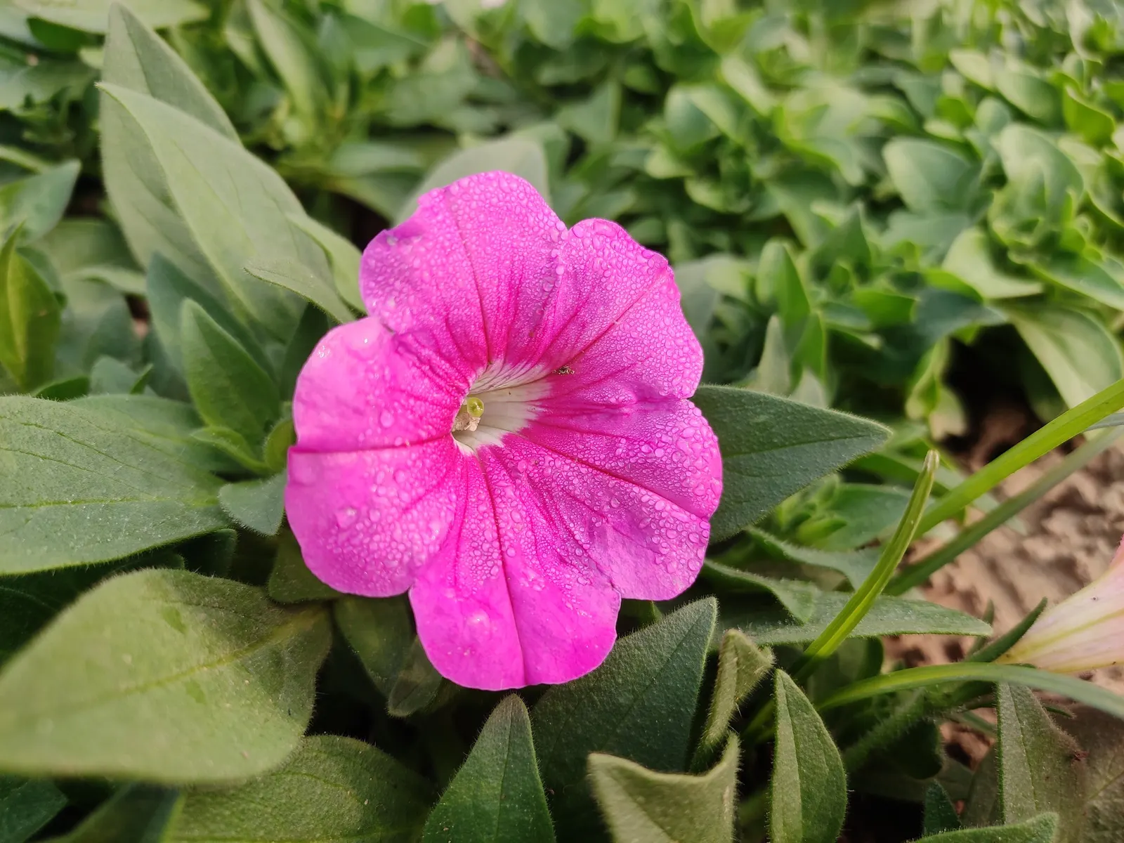 Petunia (Petunia X Hybrida) — making them an excellent choice for adding a swath of color to flower beds and borders; they are also ideal for, image 66