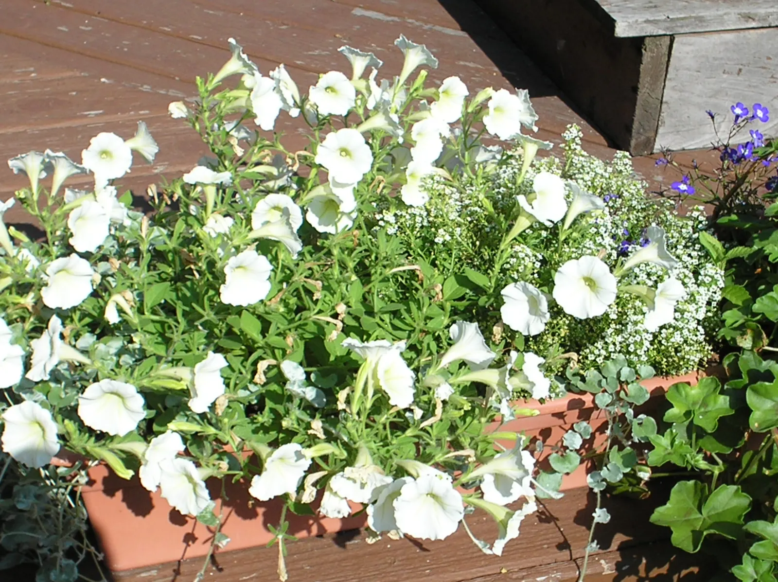 Petunia (Petunia X Hybrida) — annual with multi-colored and pink blooms; these hardy plants provide long-lasting color throughout the growing season, image 83
