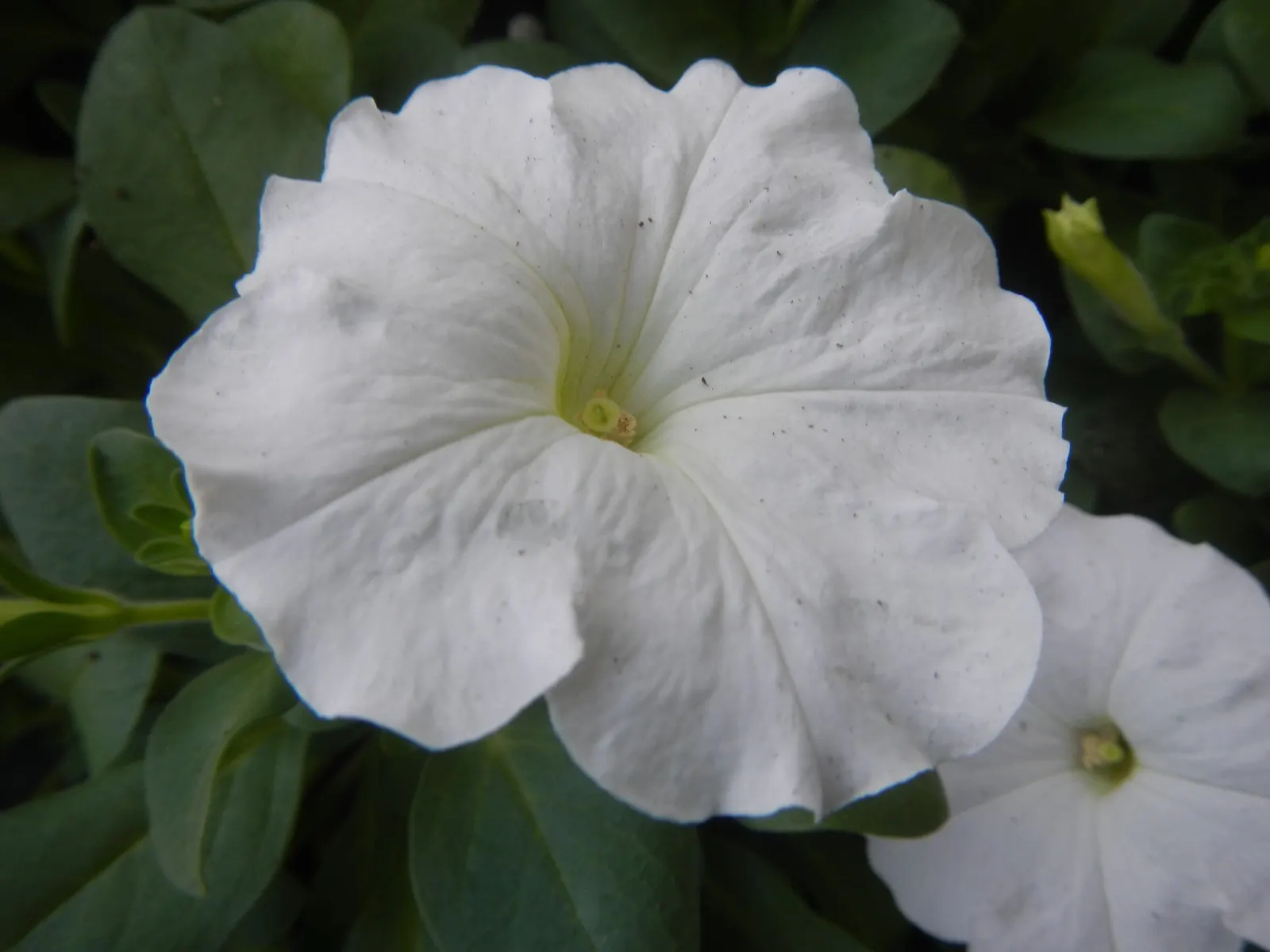 Petunia (Petunia X Hybrida) — annual for full