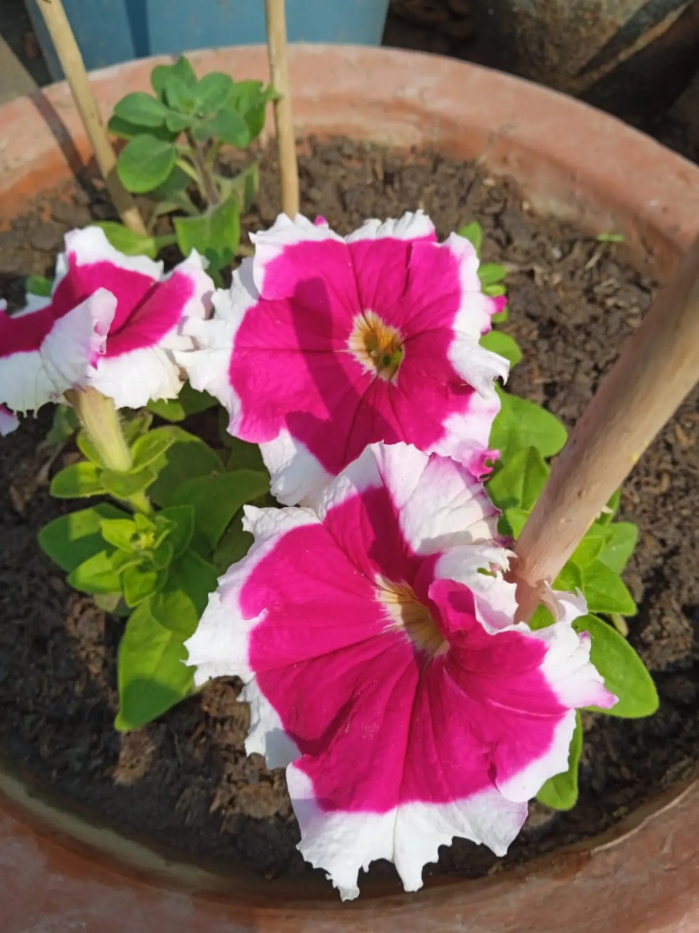 Petunia (Petunia X Hybrida) — They are also ideal for containers; these hardy plants provide long-lasting color throughout the growing season, image 179