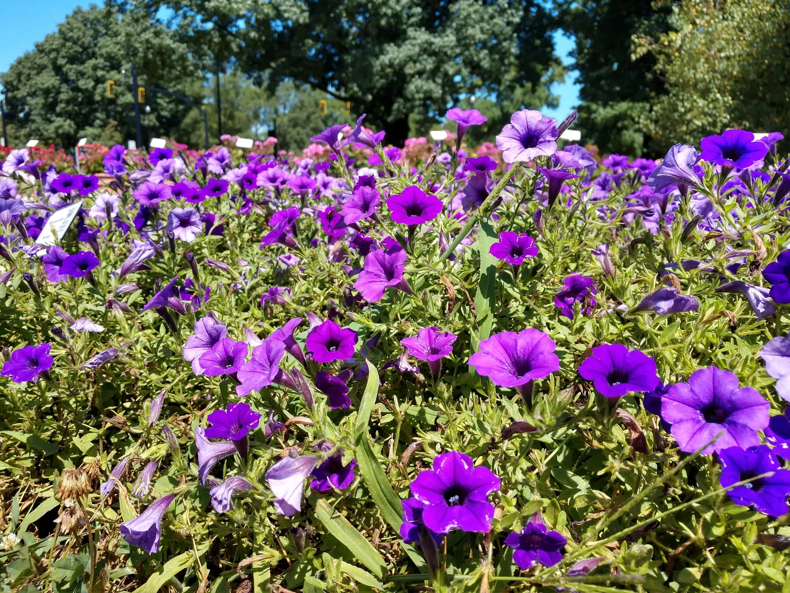 Petunia (Petunia X Hybrida) — Deadheading spent flowers can encourage more blooms and extend the flowering period; these hardy plants provide long-lasting