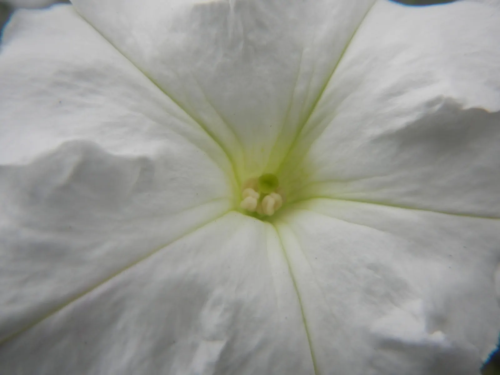 Petunia (Petunia X Hybrida) — boasts trumpet-shaped blooms up to 5 inches in diameter; they are also ideal for containers, image 170