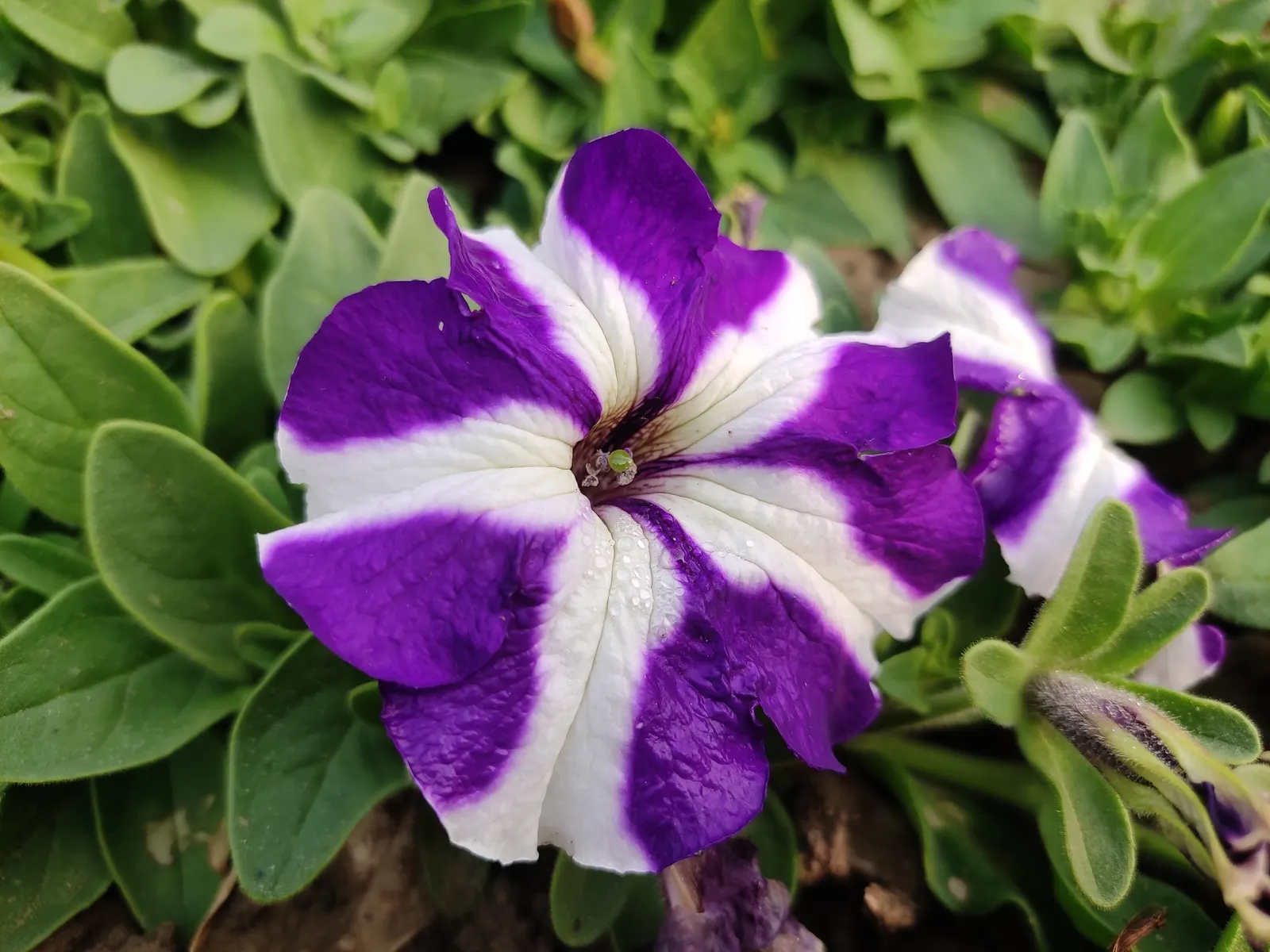 Petunia (Petunia X Hybrida) — with regular watering and weekly fertilization to maintain their vigorous blooming; they are also ideal for containers, image 106