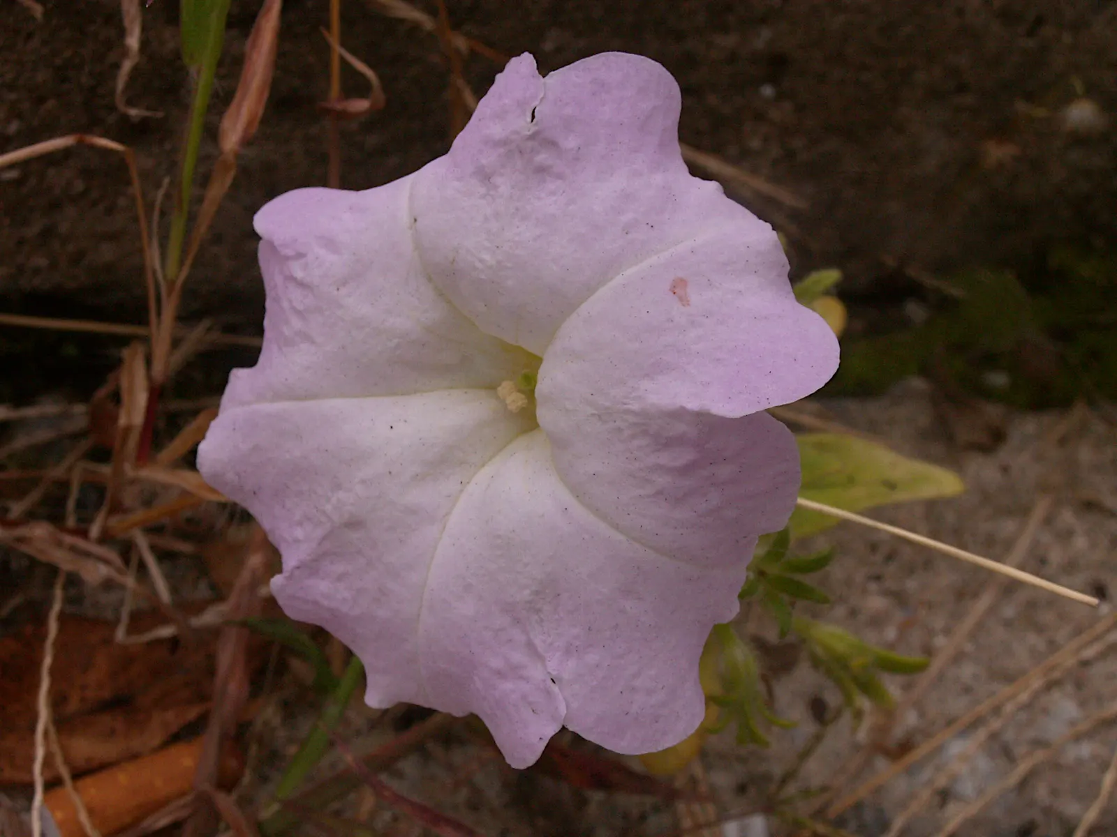 Petunia (Petunia X Hybrida) — making them an excellent choice for adding a swath of color to flower beds and borders; they are also ideal for, image 178