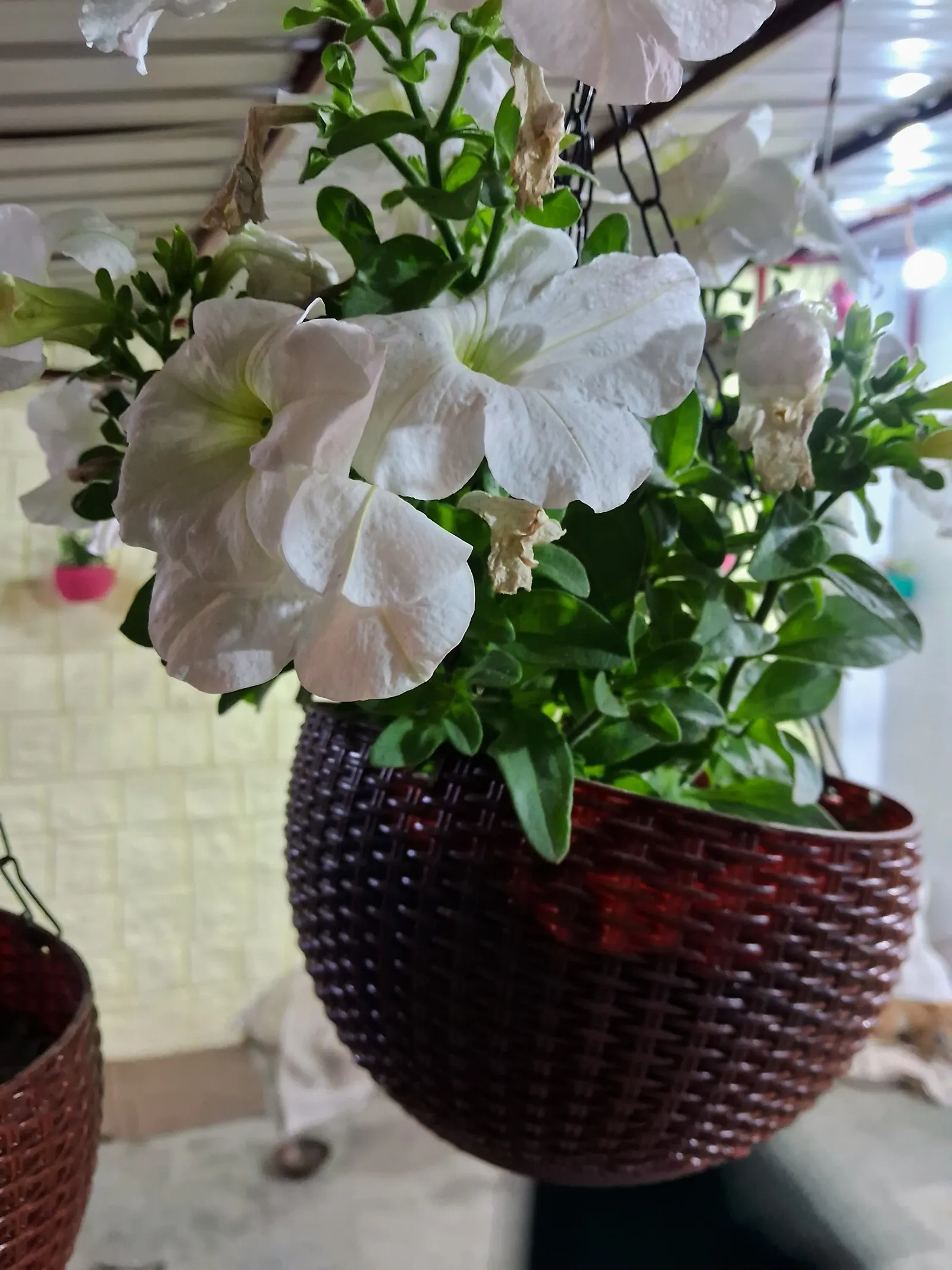 Petunia (Petunia X Hybrida) — As a landscape architect assistant; offering a rich tapestry of colors, image 149