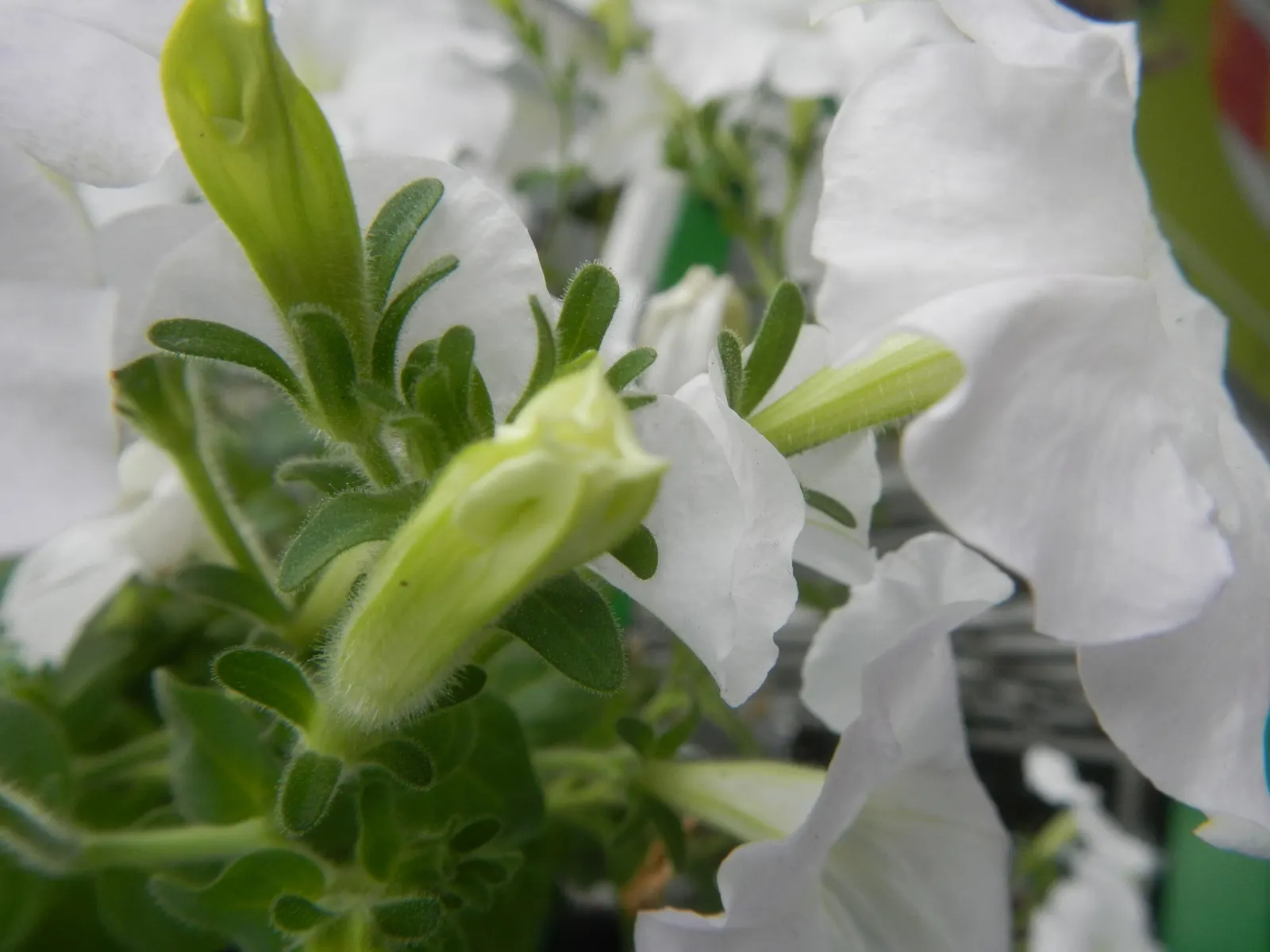 Petunia (Petunia X Hybrida) — Petunias range in height from about 6 to 24 inches; they are also ideal for containers, image 98