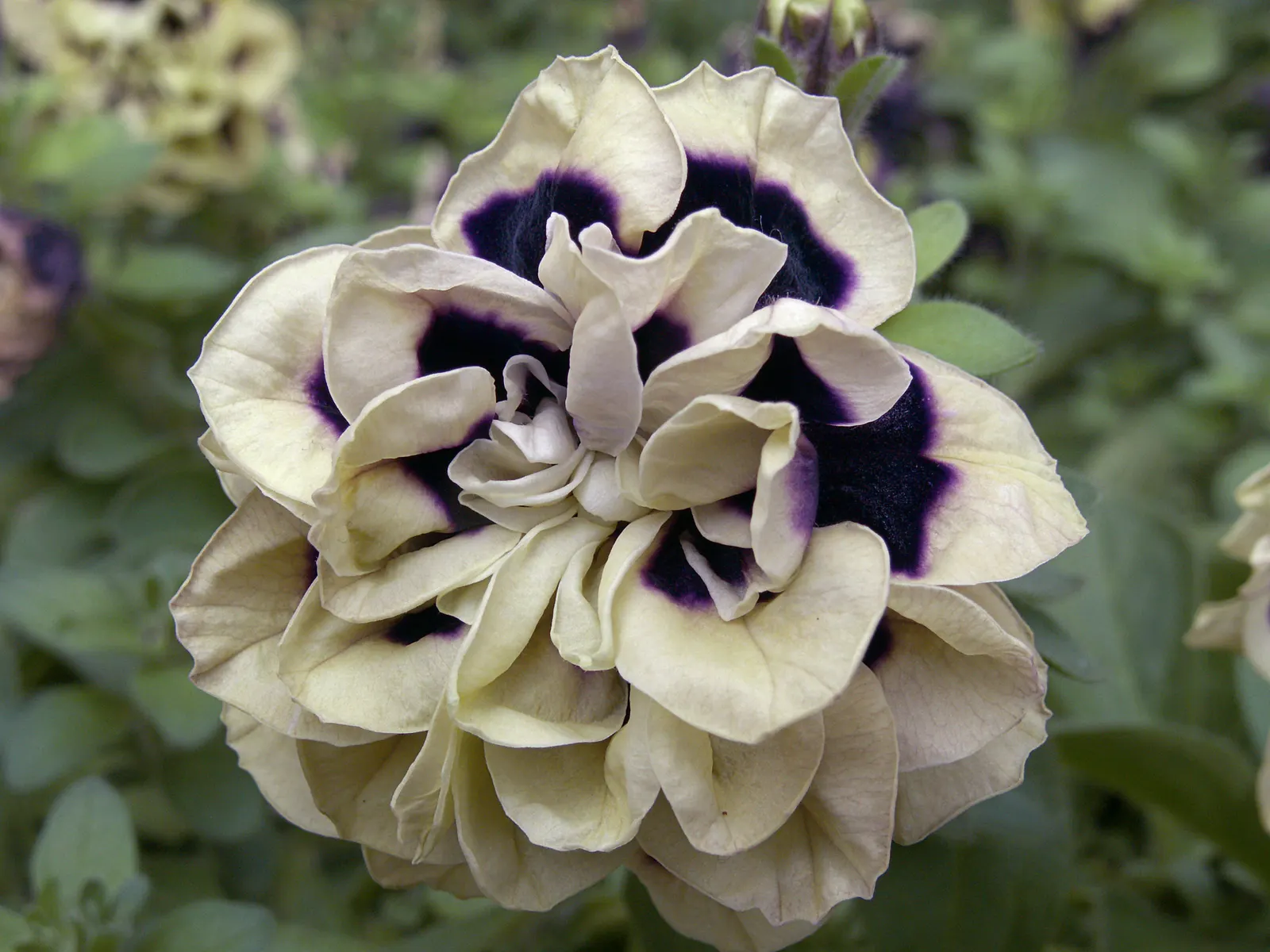 Petunia (Petunia X Hybrida) — this plant reaches 6 to 18 inches in height with a spread of up to 3 feet; these hardy plants provide long-lasting, image 59