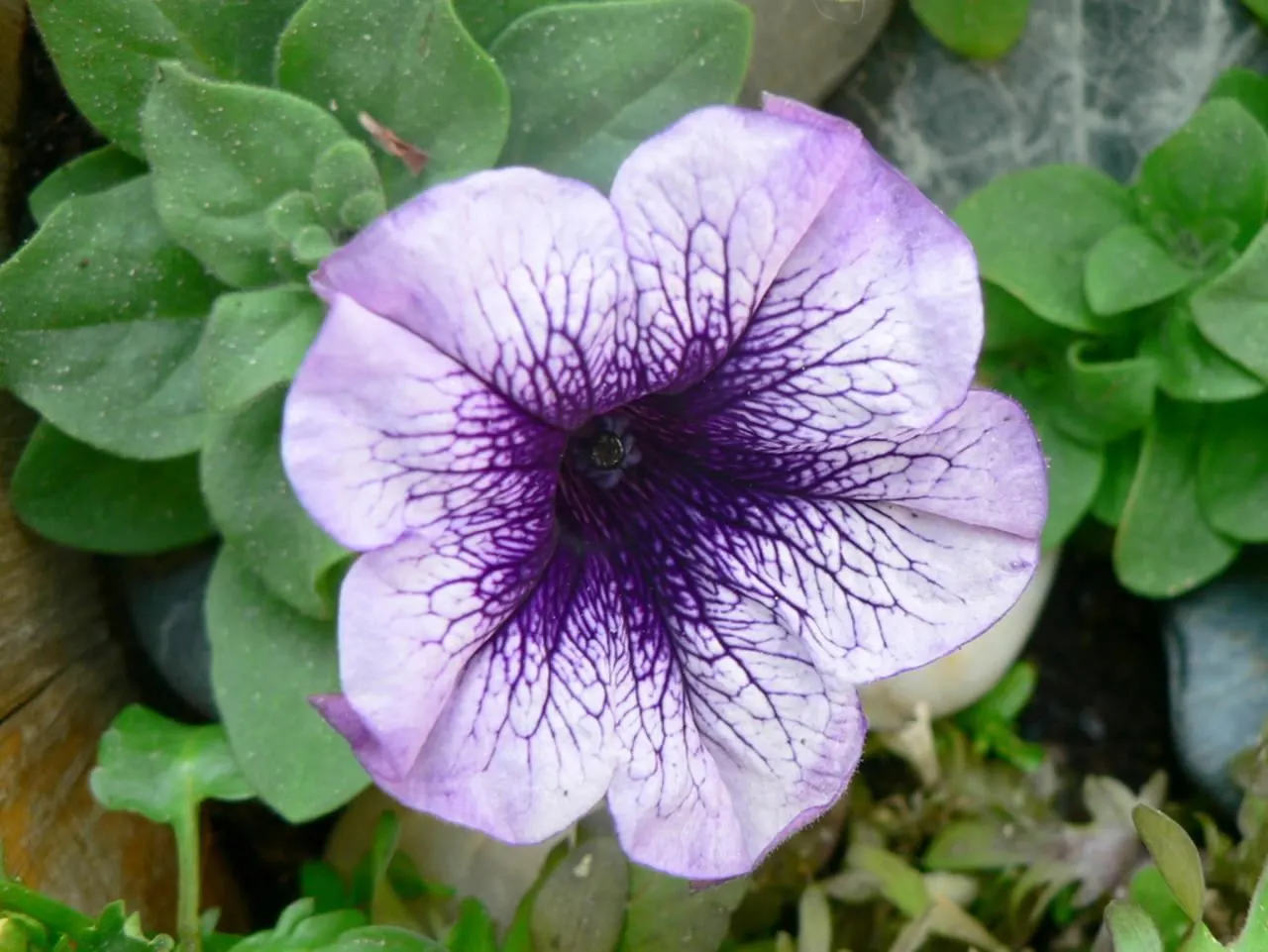 Petunia (Petunia X Hybrida) — Petunias range in height from about 6 to 24 inches; they are also ideal for containers, image 126