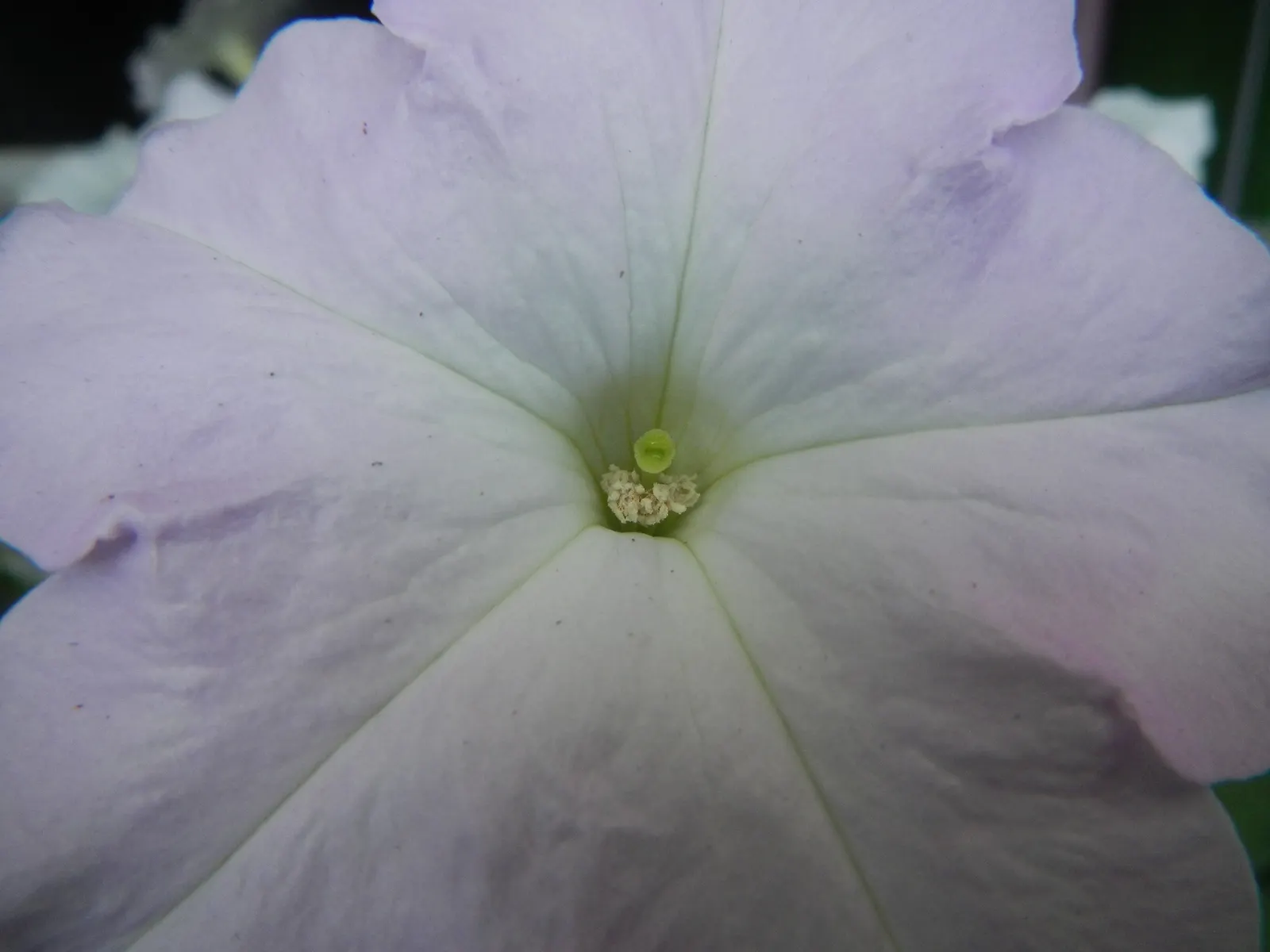 Petunia (Petunia X Hybrida) — boasts trumpet-shaped blooms up to 5 inches in diameter; they are also ideal for containers, image 142