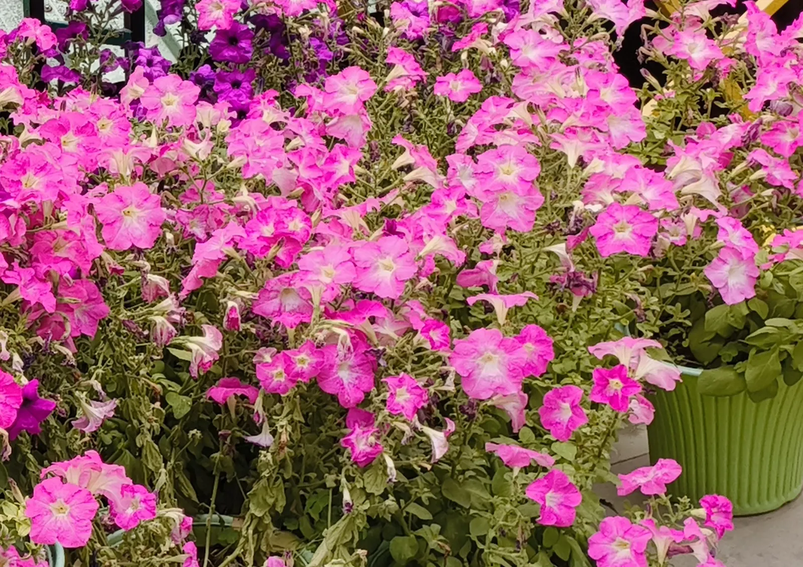 Petunia (Petunia X Hybrida) — They thrive in well-drained; offering a rich tapestry of colors, image 161