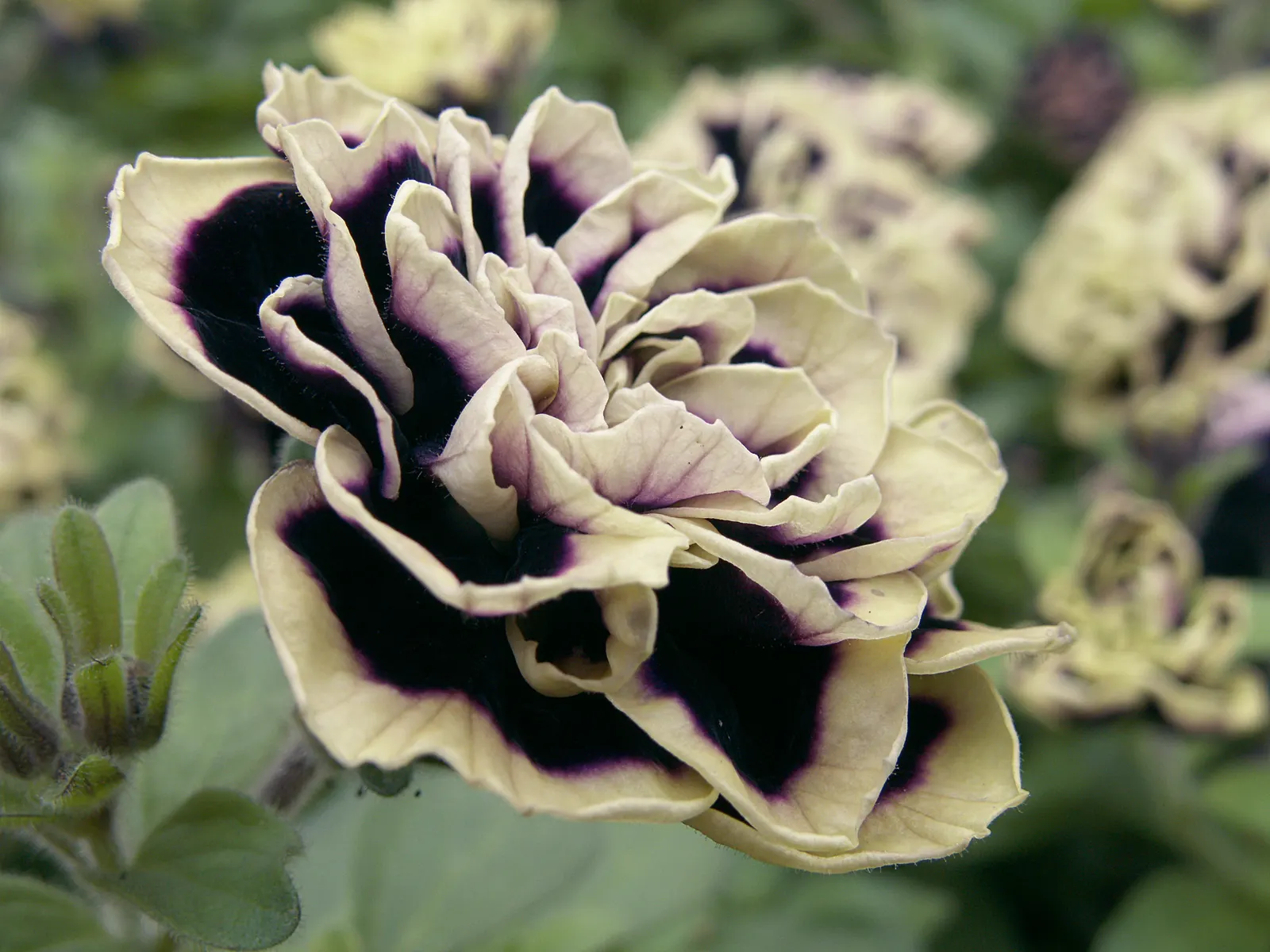 Petunia (Petunia X Hybrida) — these hardy plants provide long-lasting color throughout the growing season; they are also ideal for containers, image 74