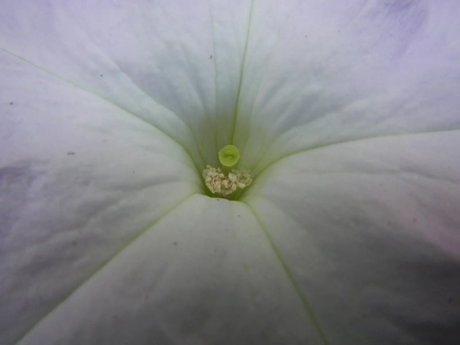 Petunia (Petunia X Hybrida) — with cascading varieties providing a lush; offering visual interest and dynamic range in their garden, image 68