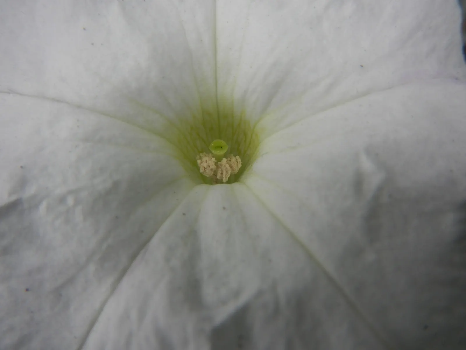 Petunia (Petunia X Hybrida) — while their width can spread from 18 to 36 inches; these hardy plants provide long-lasting color throughout the, image 127