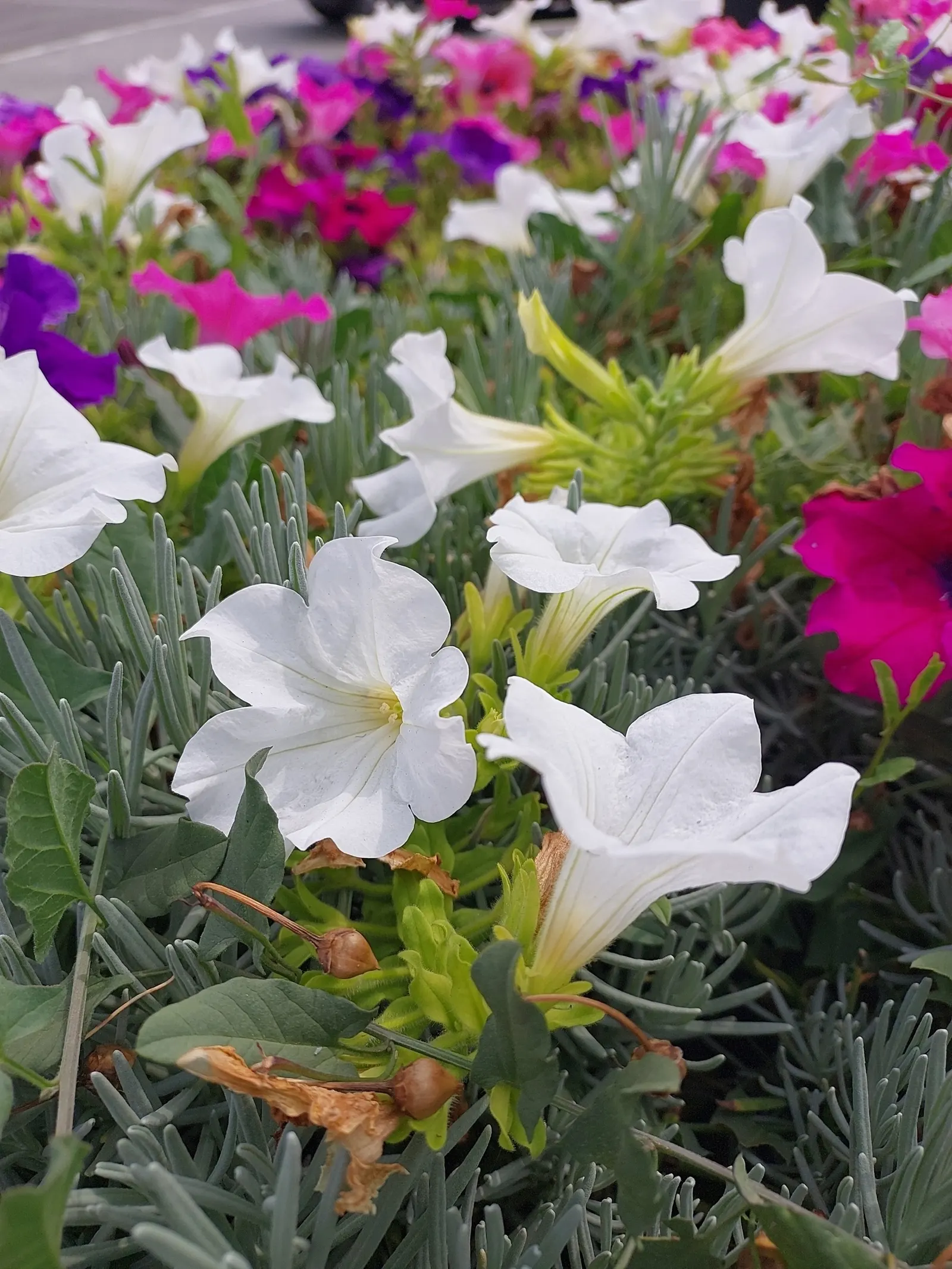 Petunia (Petunia X Hybrida) — multi-colored and pink flowers in the garden